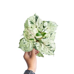 Syngonium green splash - Mature size