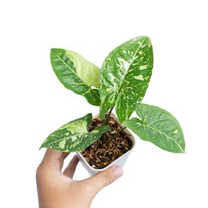 Syngonium Panda Galaxy