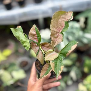 Syngonium pink lava