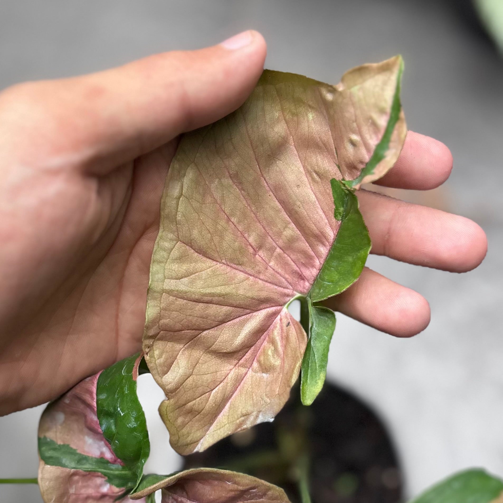 Syngonium pink lava - Image 2