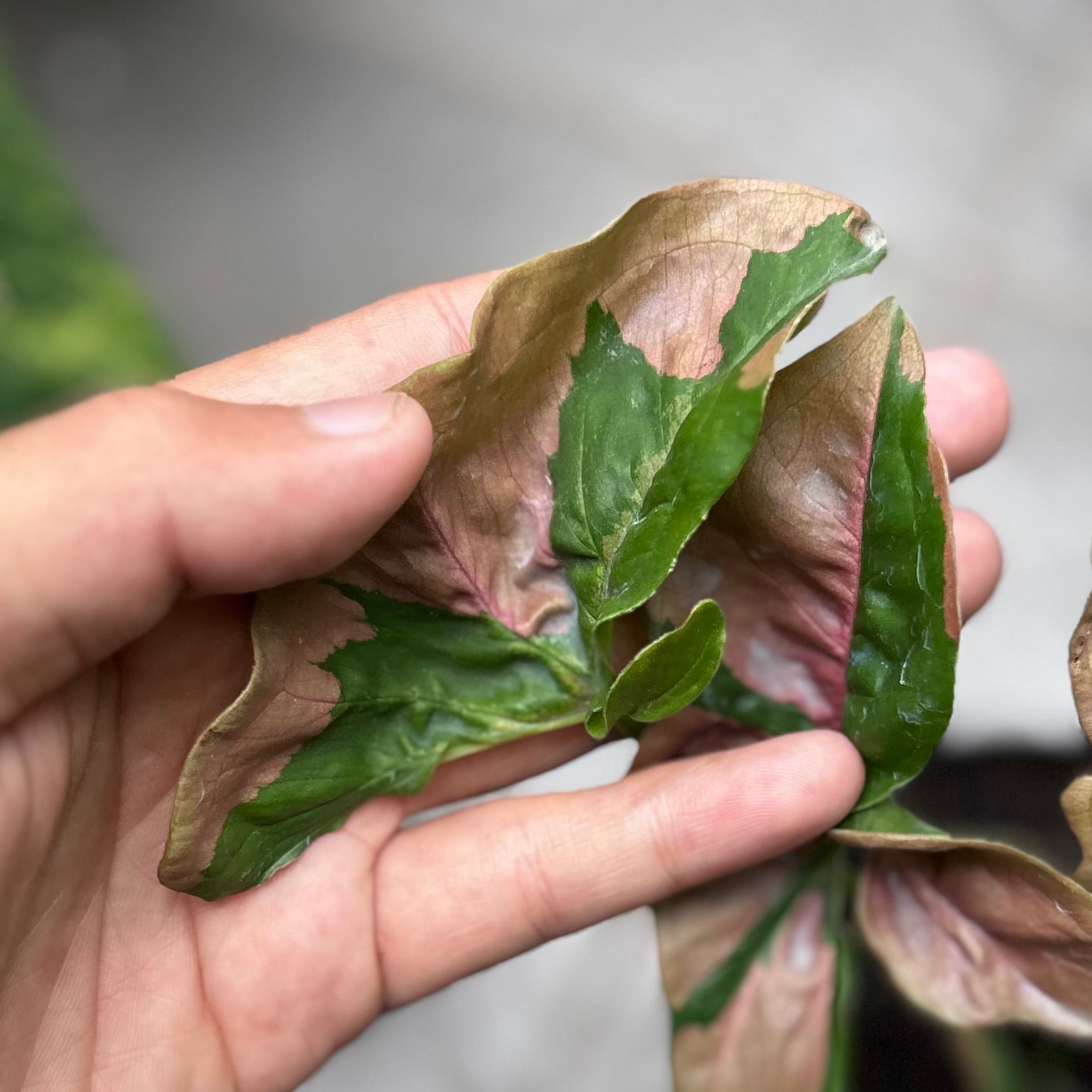 Syngonium pink lava - Image 4