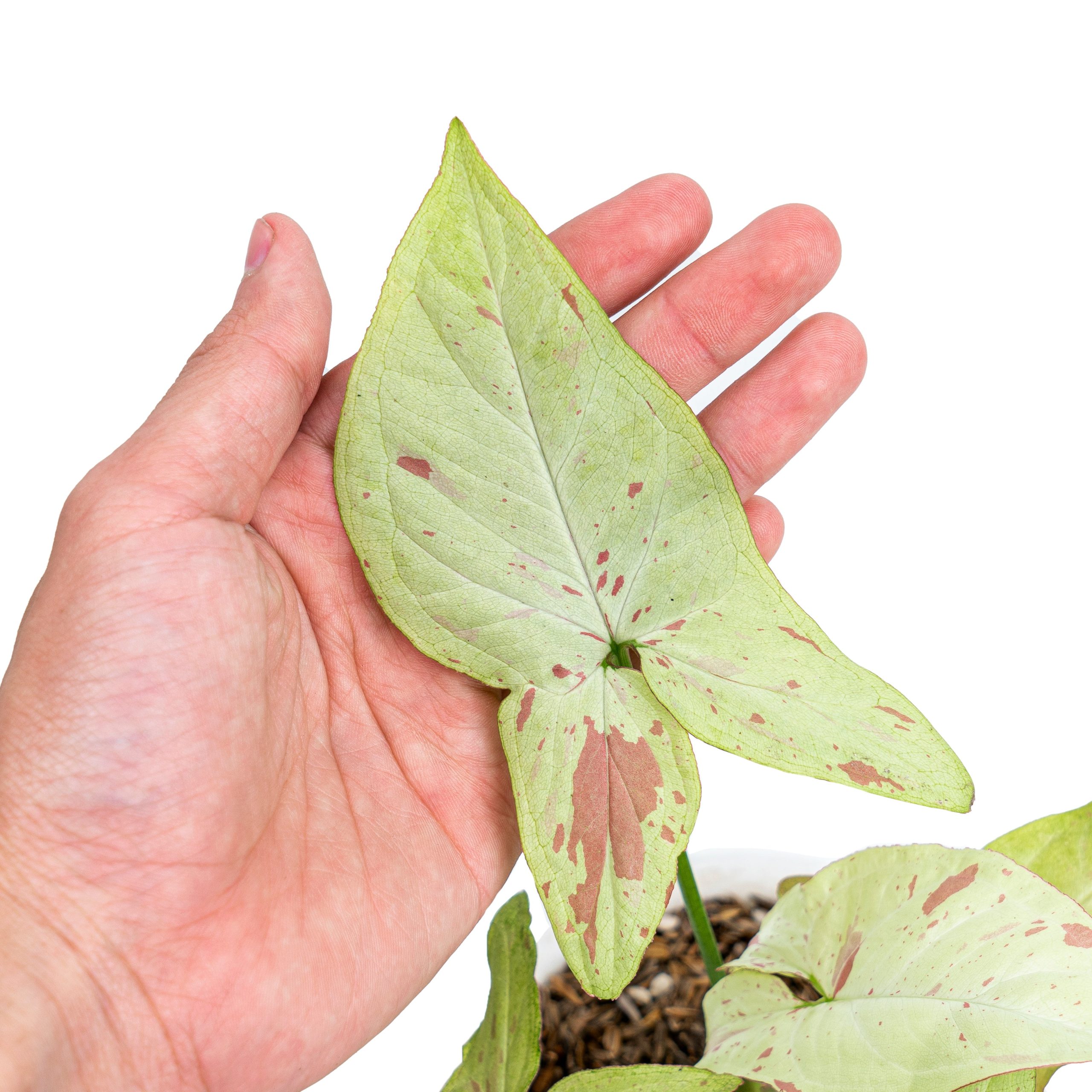 Syngonium Pink Salmon - Image 2