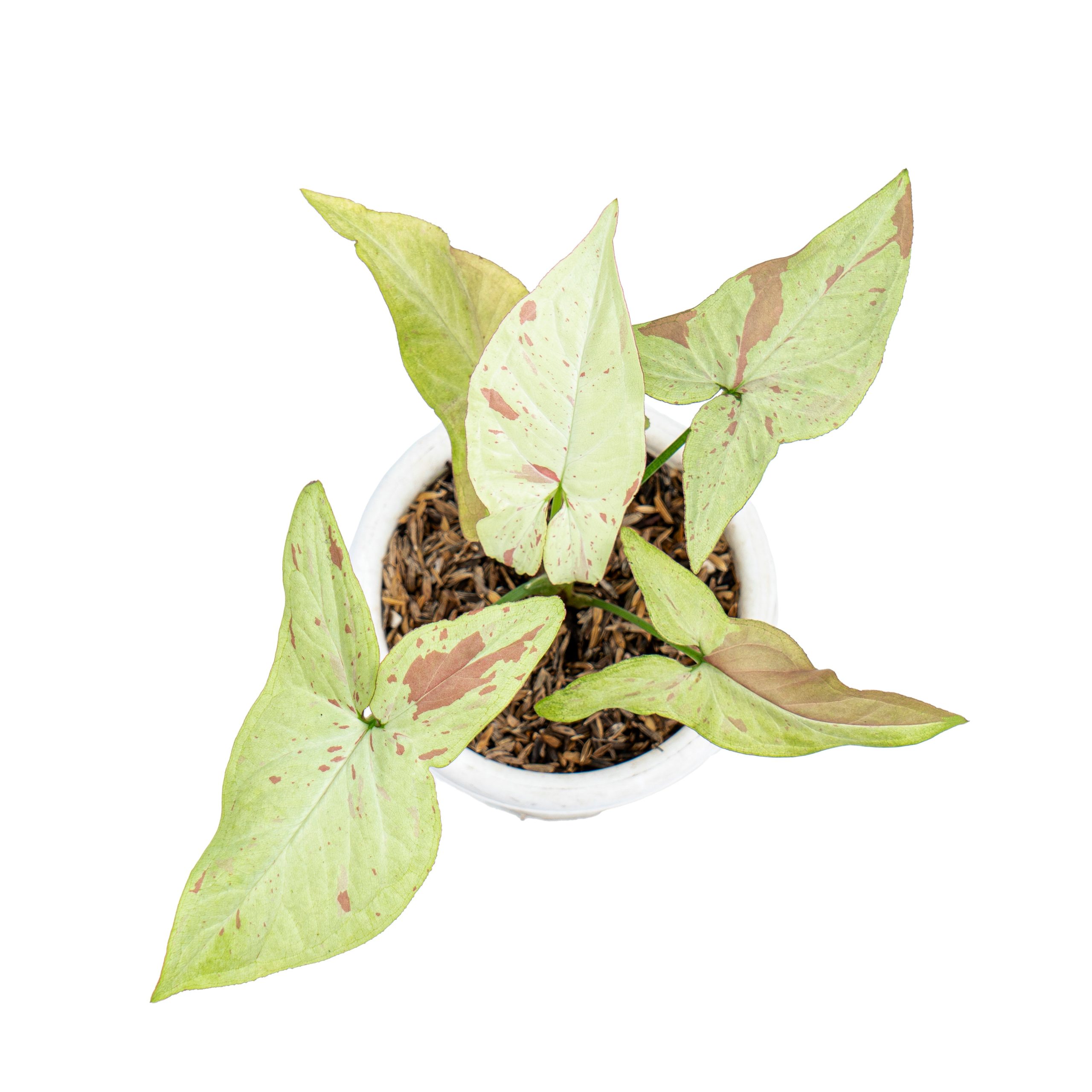 Syngonium Pink Salmon - Image 3