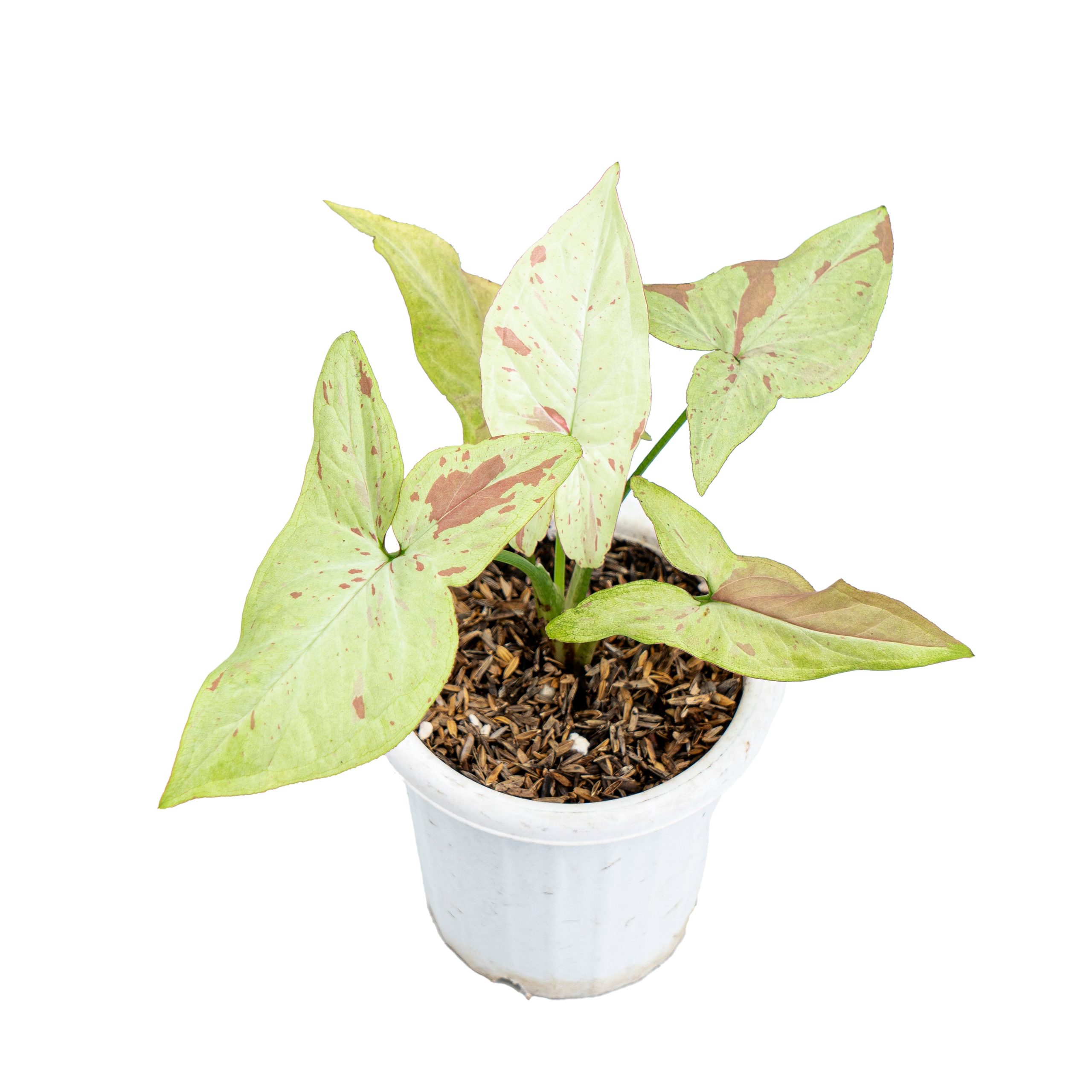 Syngonium Pink Salmon - Image 4