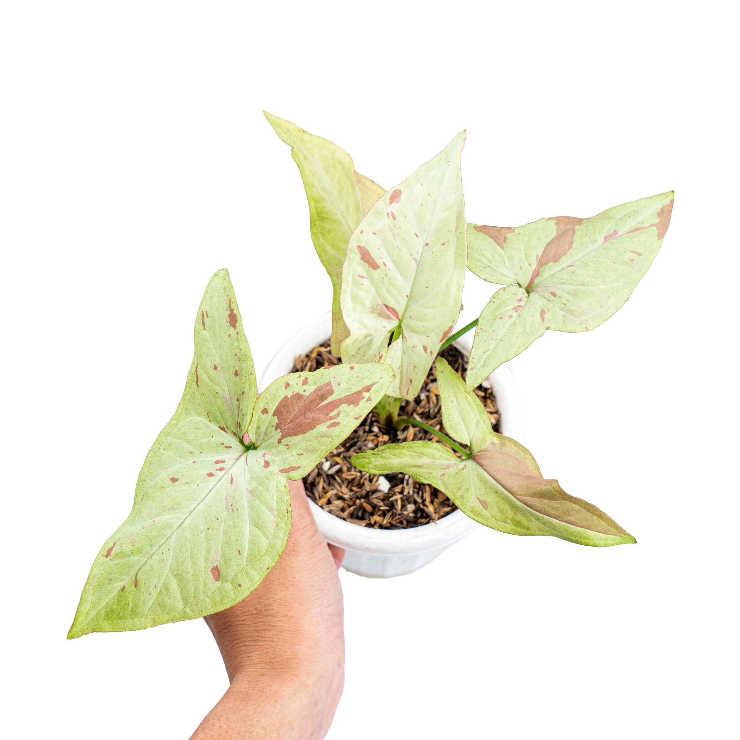 Syngonium Pink Salmon - Image 5