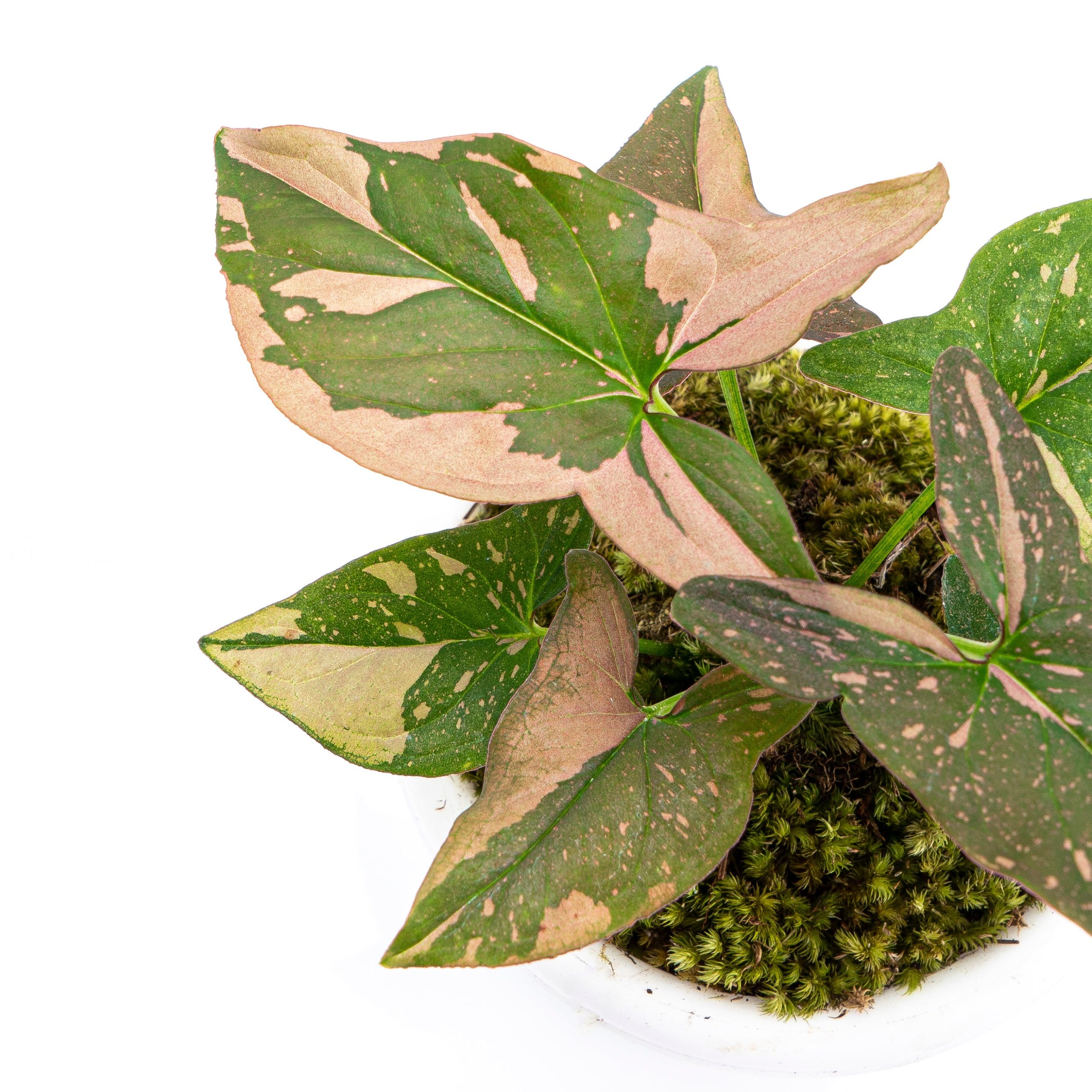 Syngonium Pink Splash - Image 3