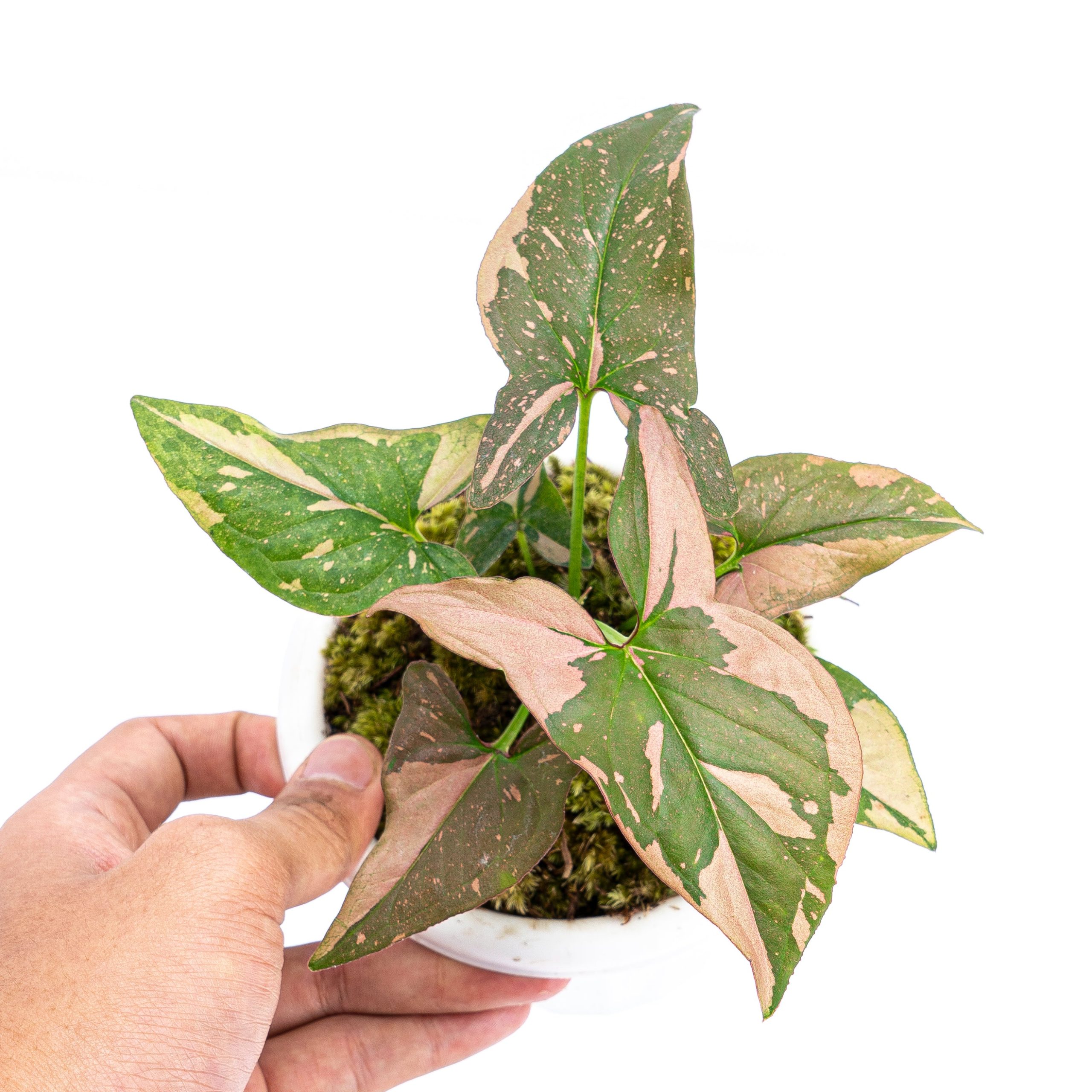 Syngonium Pink Splash - Image 4