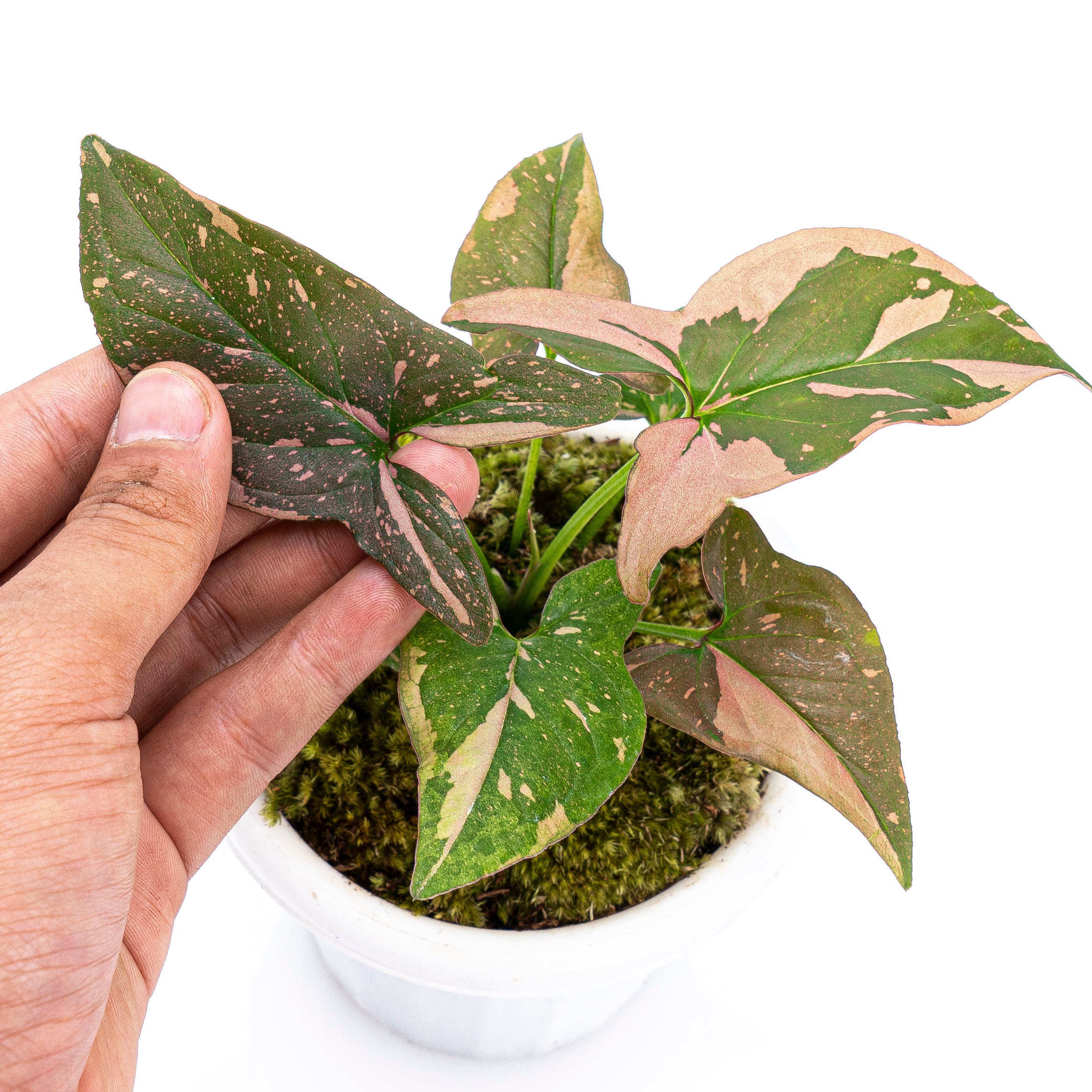 Syngonium Pink Splash - Image 5