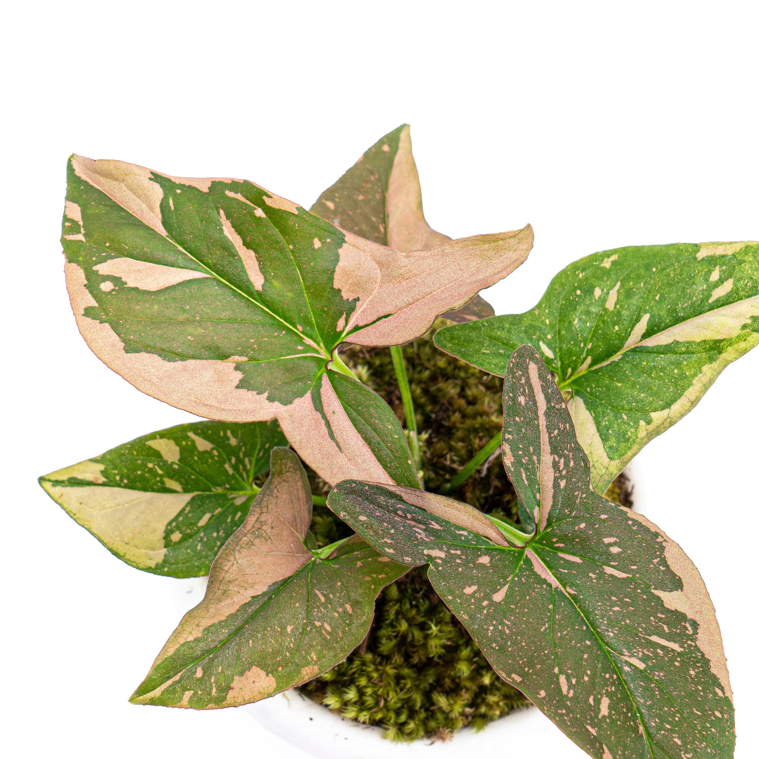 Syngonium Pink Splash - Image 6
