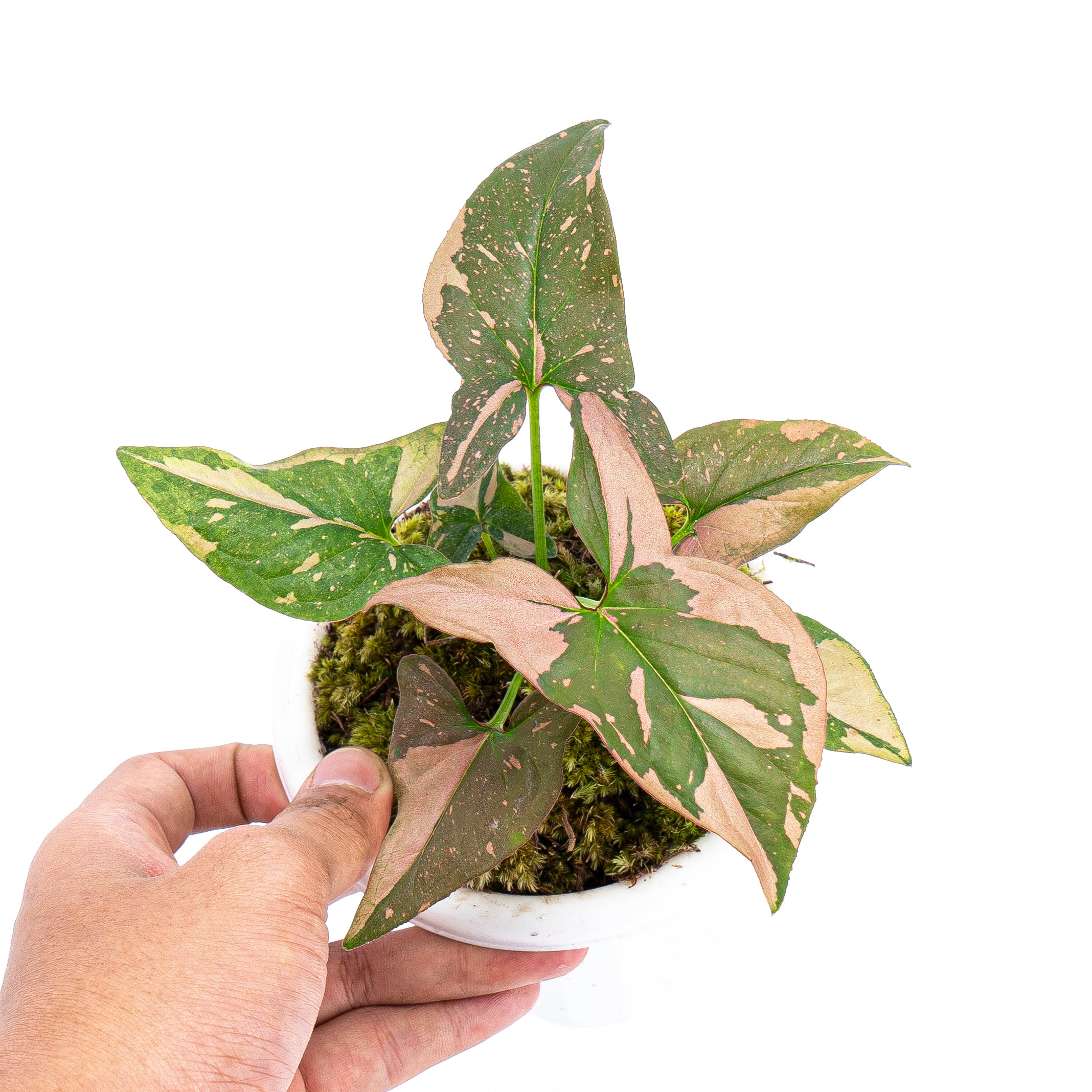 Syngonium Pink Splash - Image 7