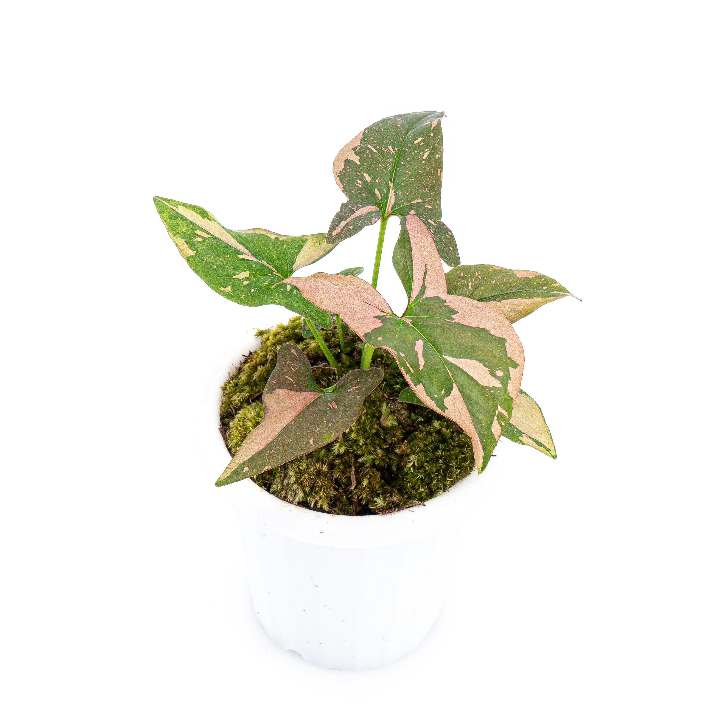 Syngonium Pink Splash - Image 8