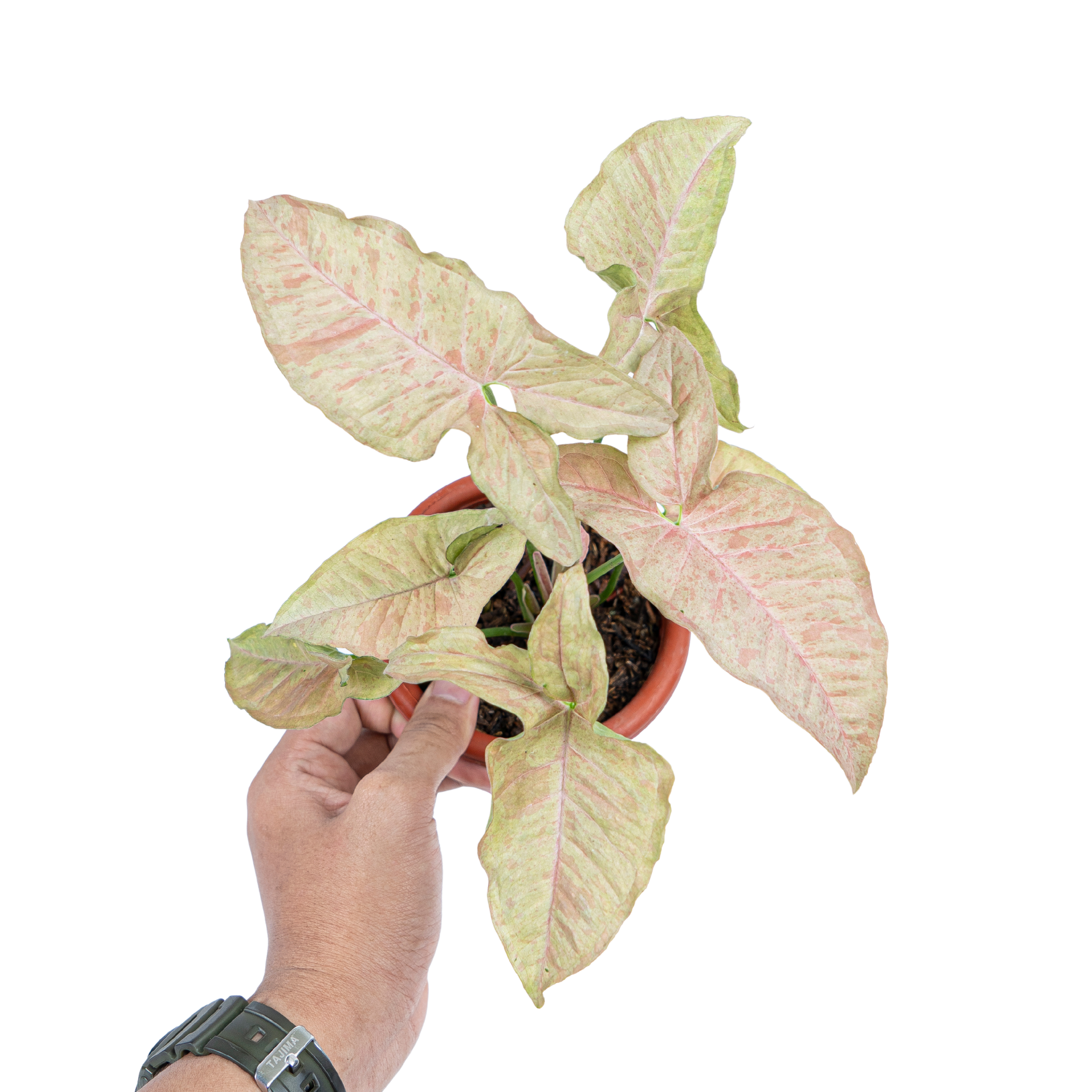 Syngonium Pink Spot
