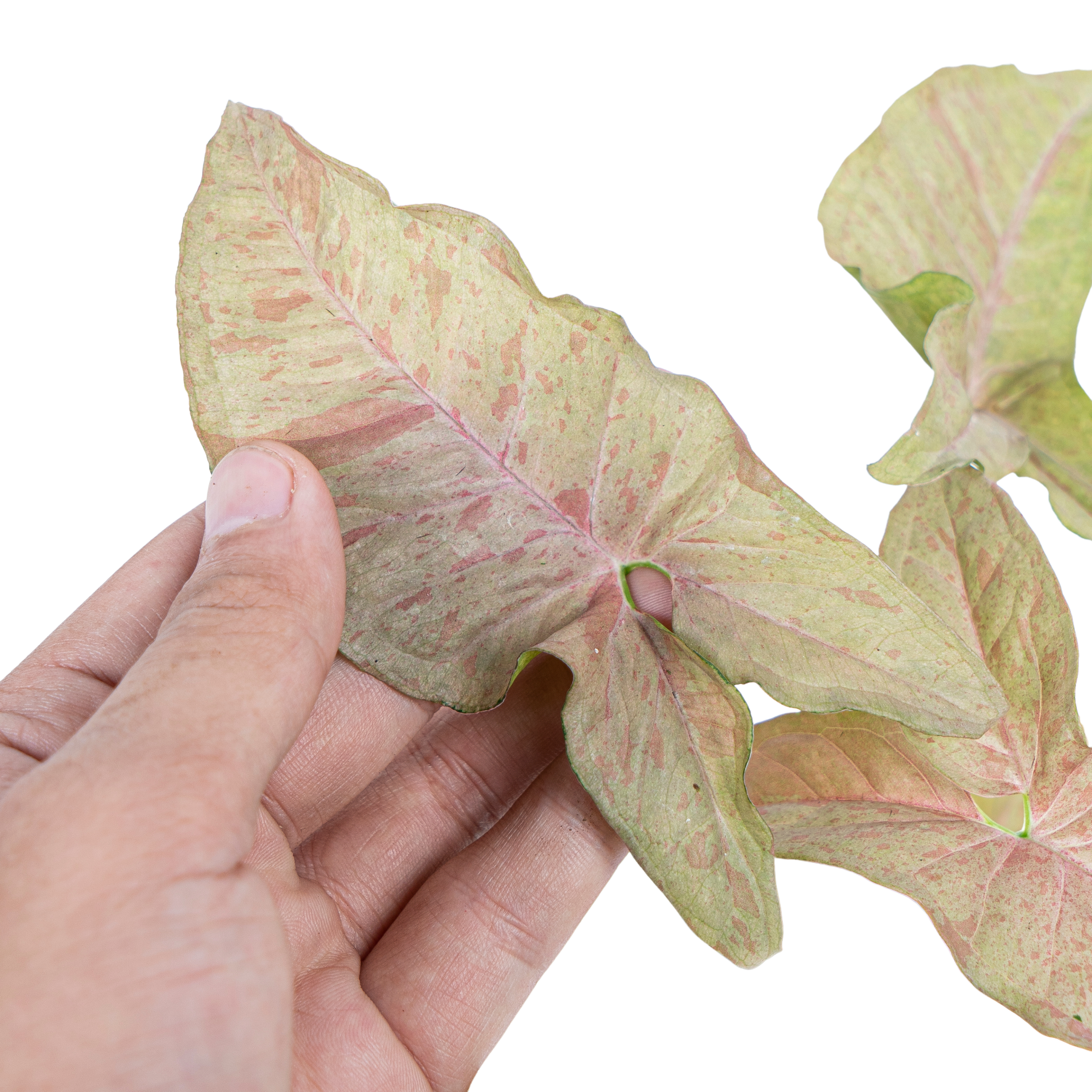 Syngonium Pink Spot - Image 2