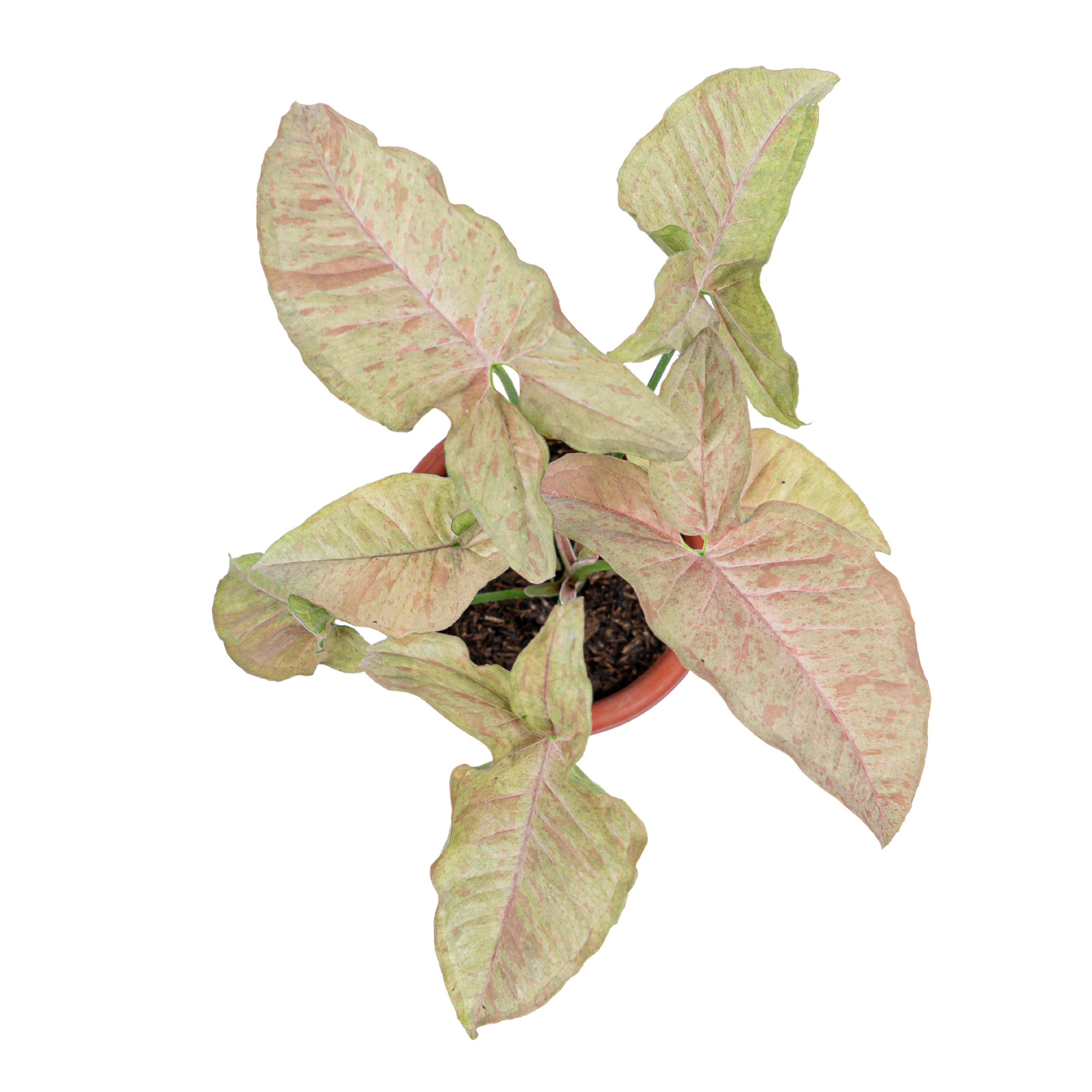 Syngonium Pink Spot - Image 3