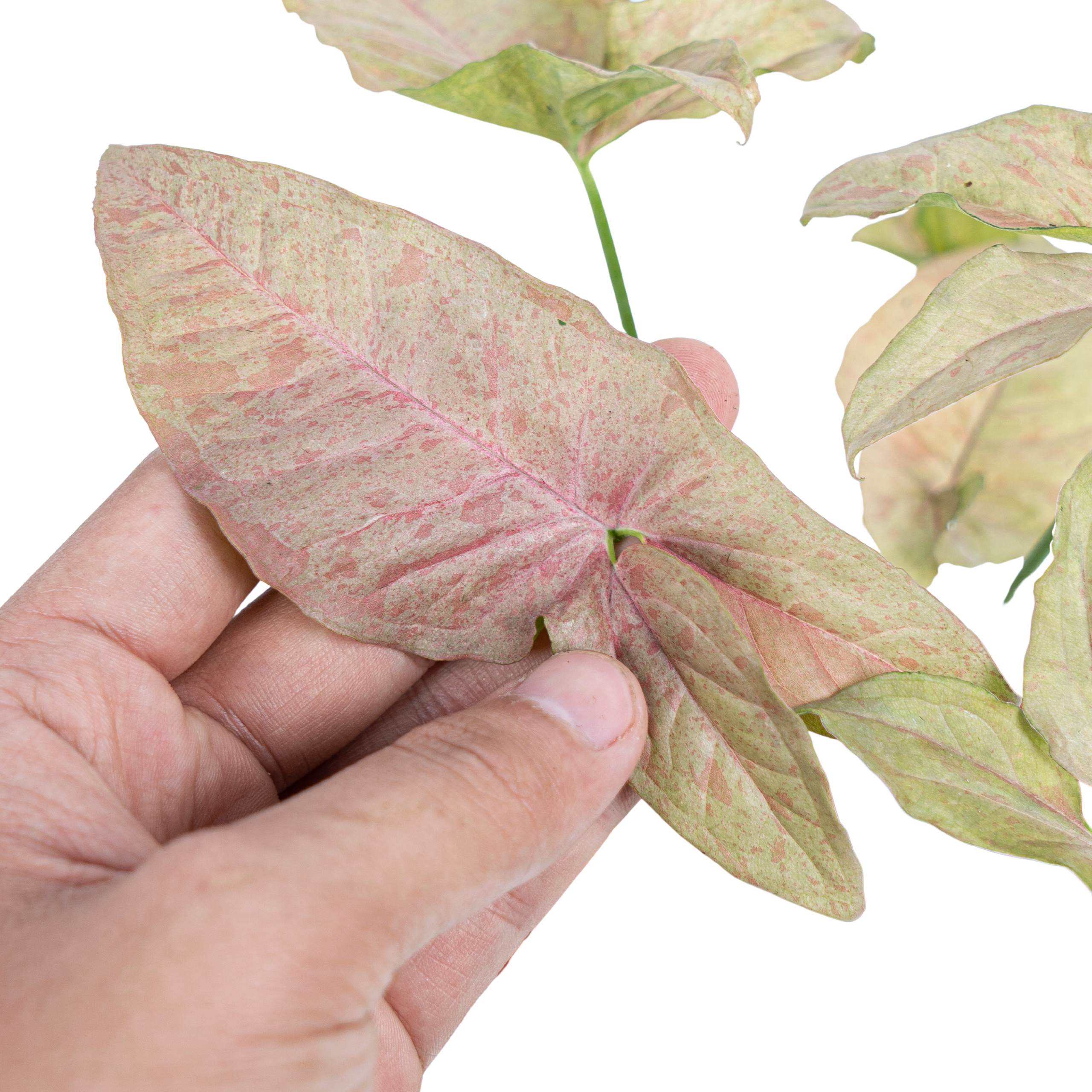 Syngonium Pink Spot - Image 4