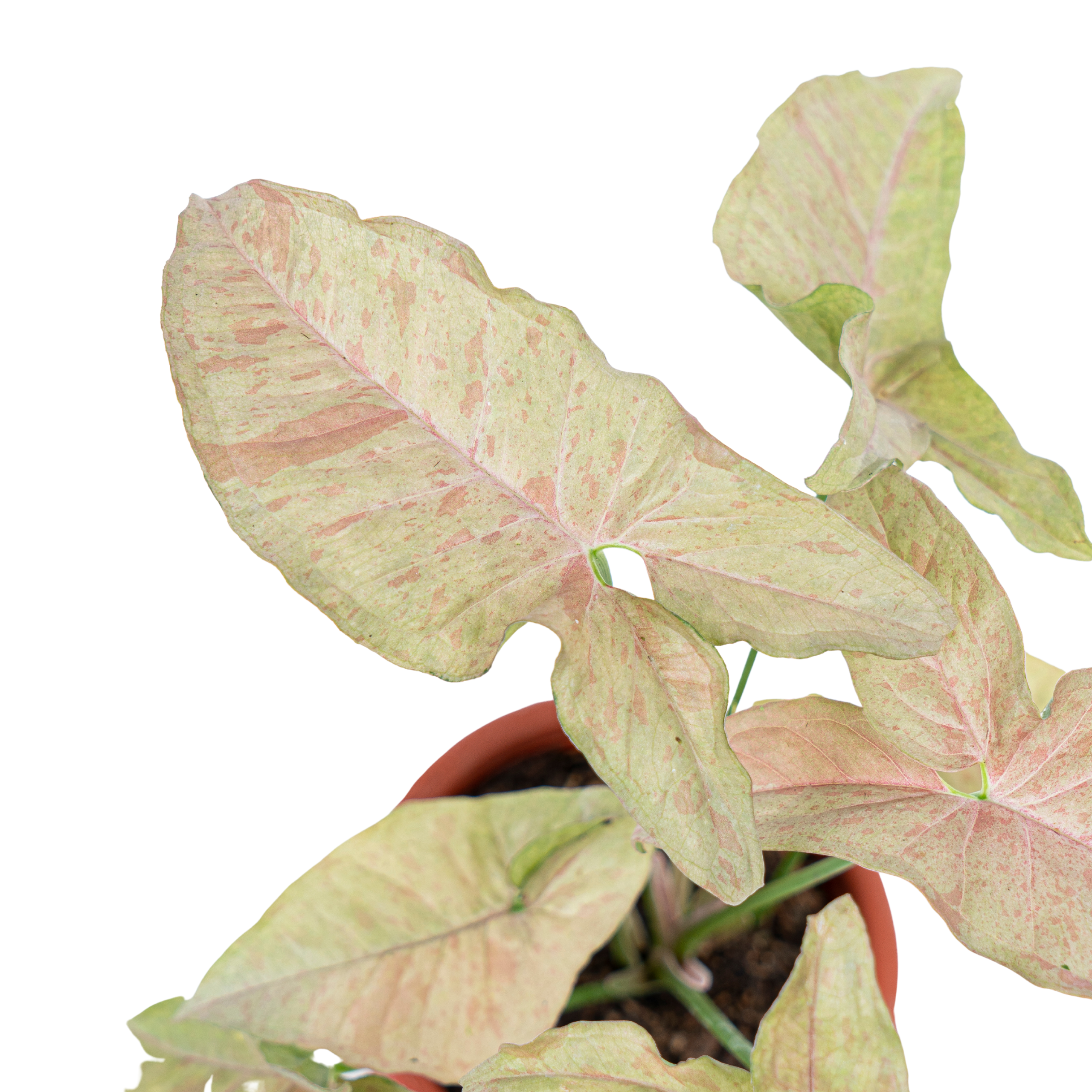 Syngonium Pink Spot - Image 5