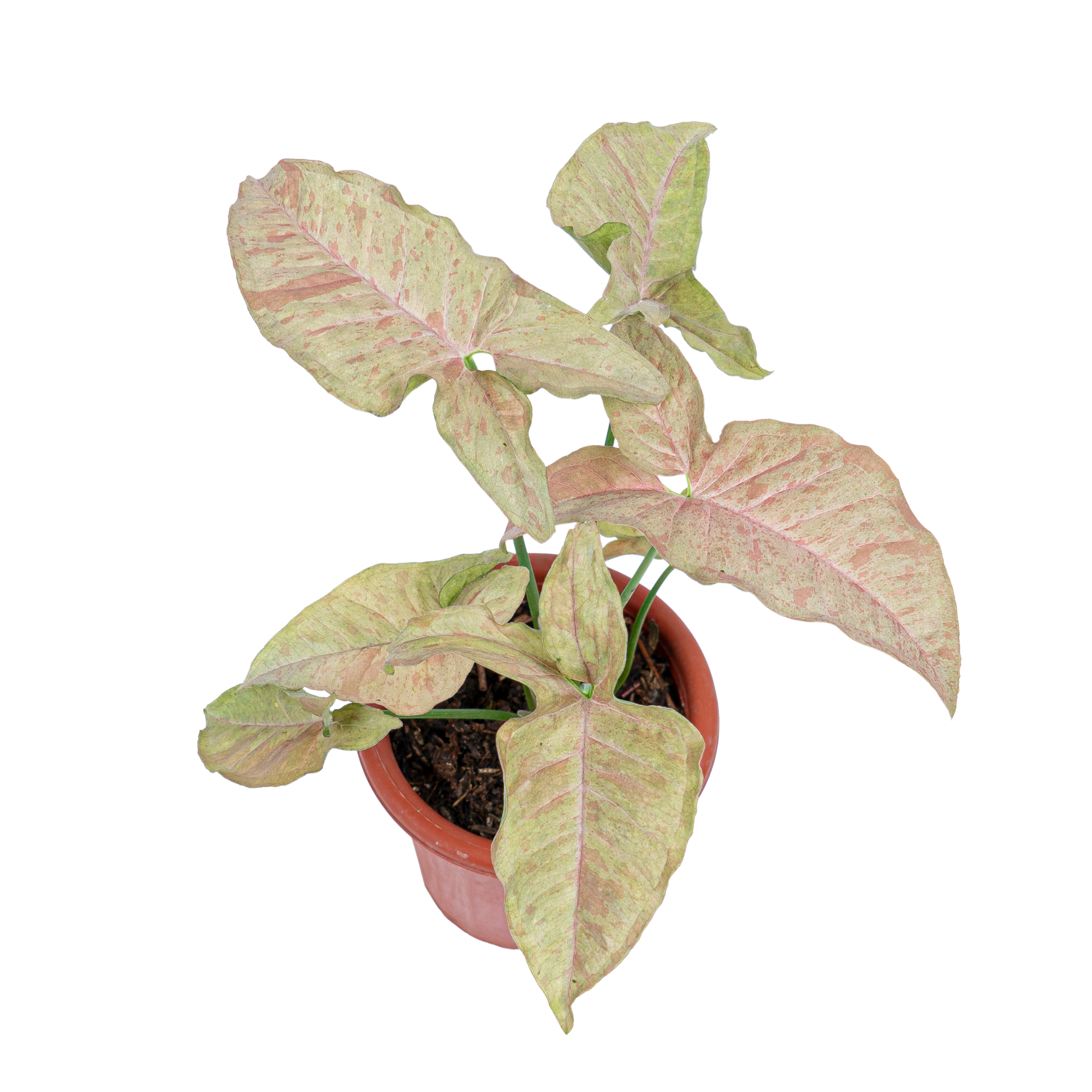 Syngonium Pink Spot - Image 6