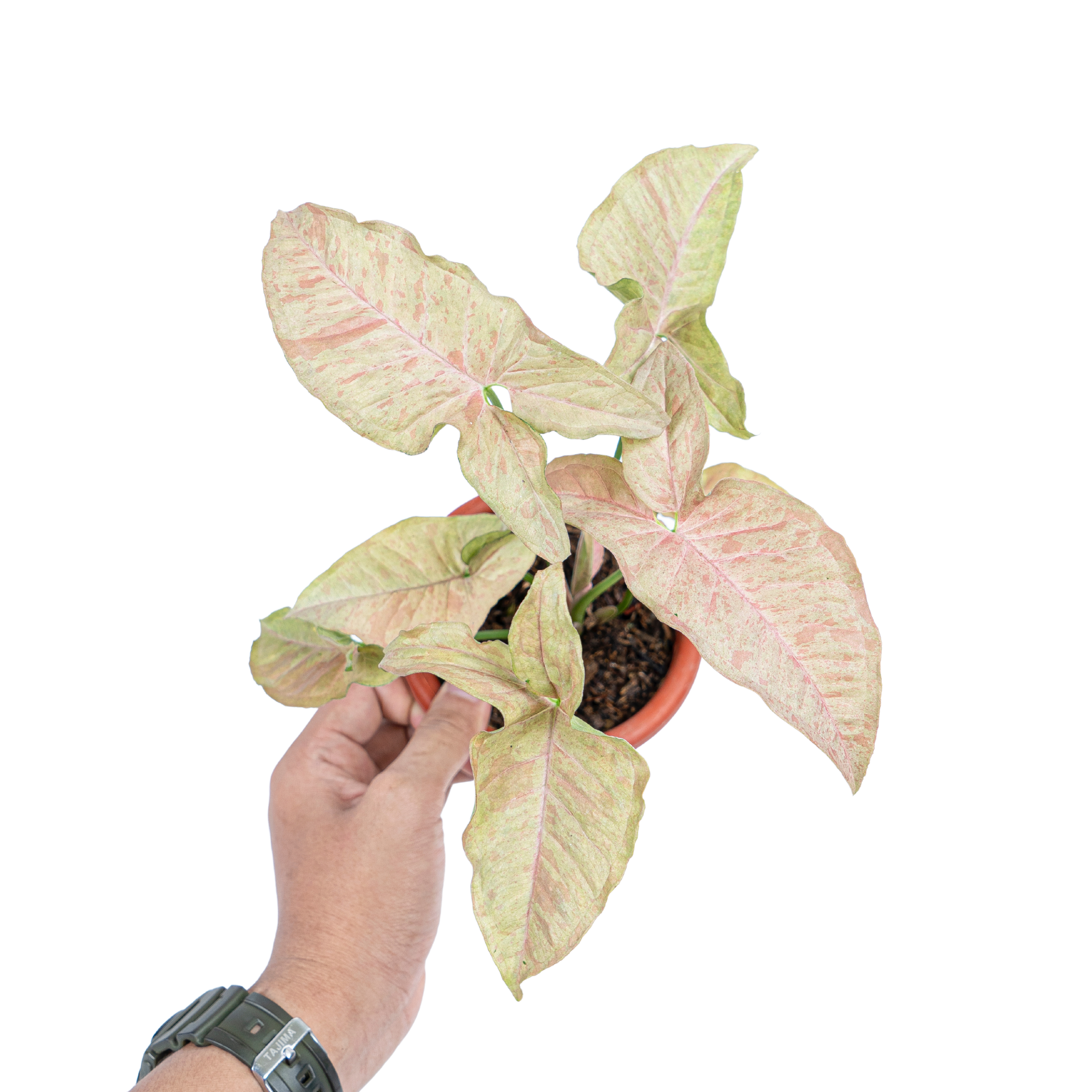 Syngonium Pink Spot - Image 7