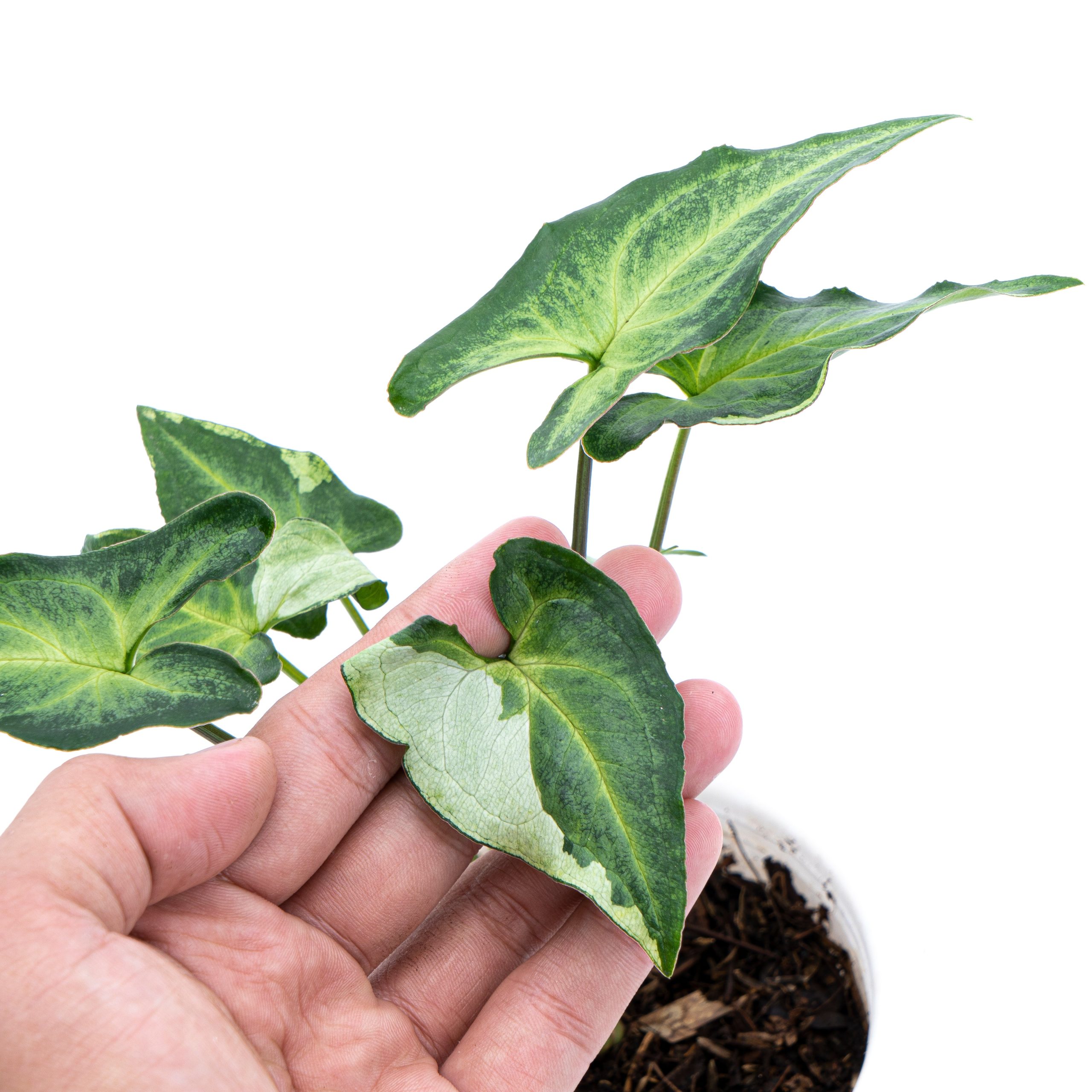 Syngonium Podophyllum Three Kings - Image 2