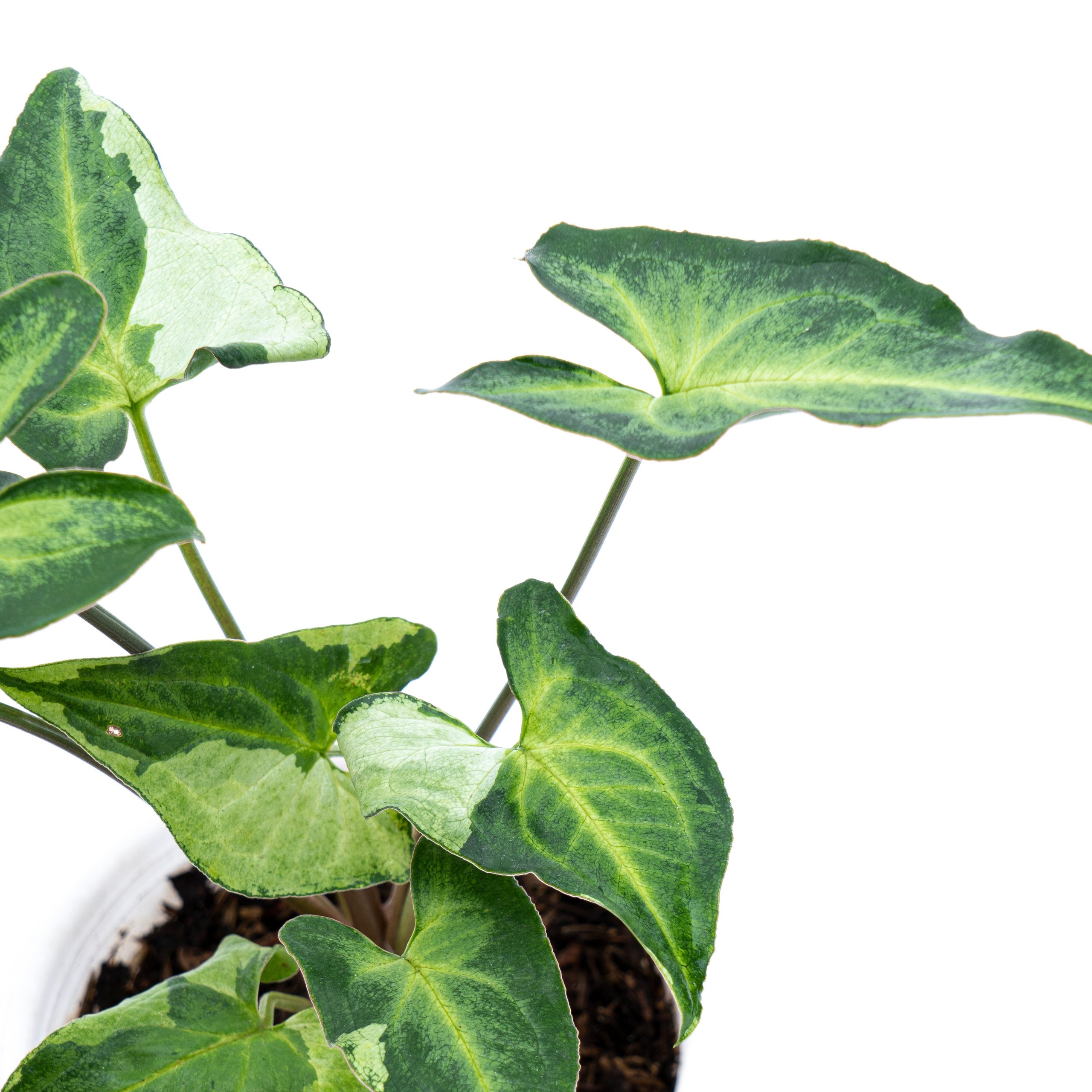 Syngonium Podophyllum Three Kings - Image 3