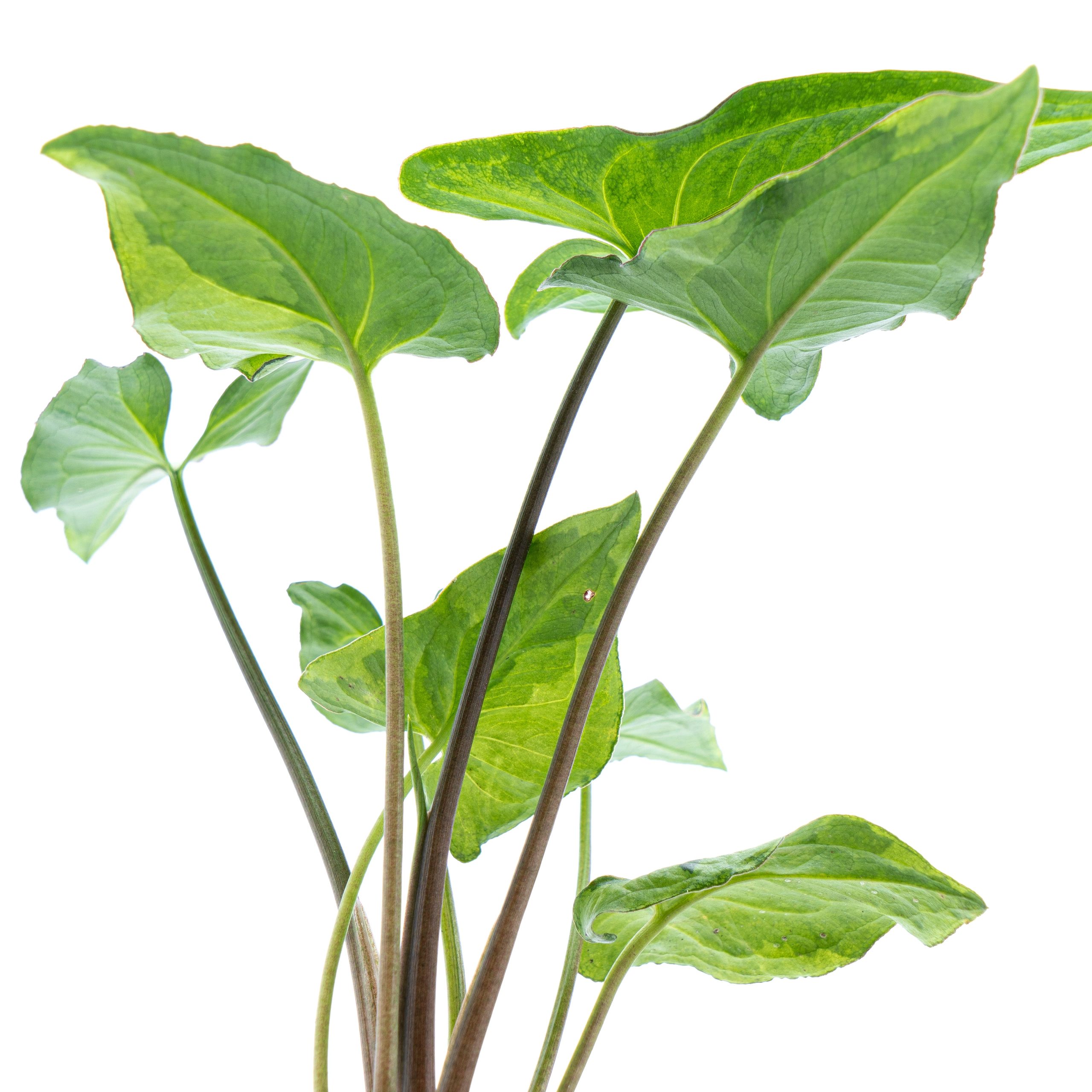 Syngonium Podophyllum Three Kings - Image 5