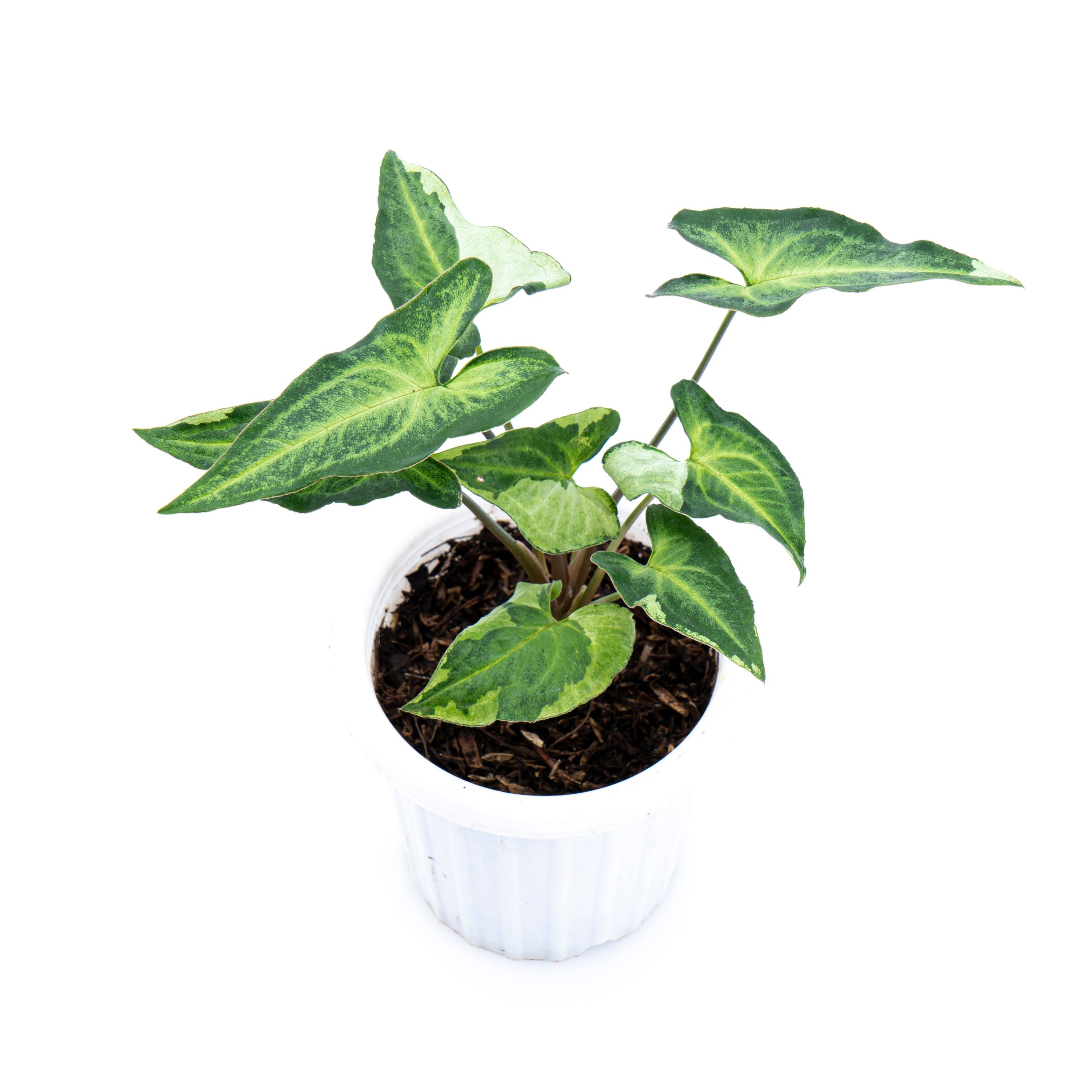 Syngonium Podophyllum Three Kings - Image 6