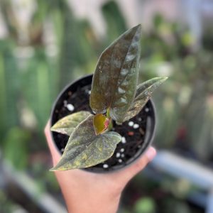 Syngonium red arrow variegated