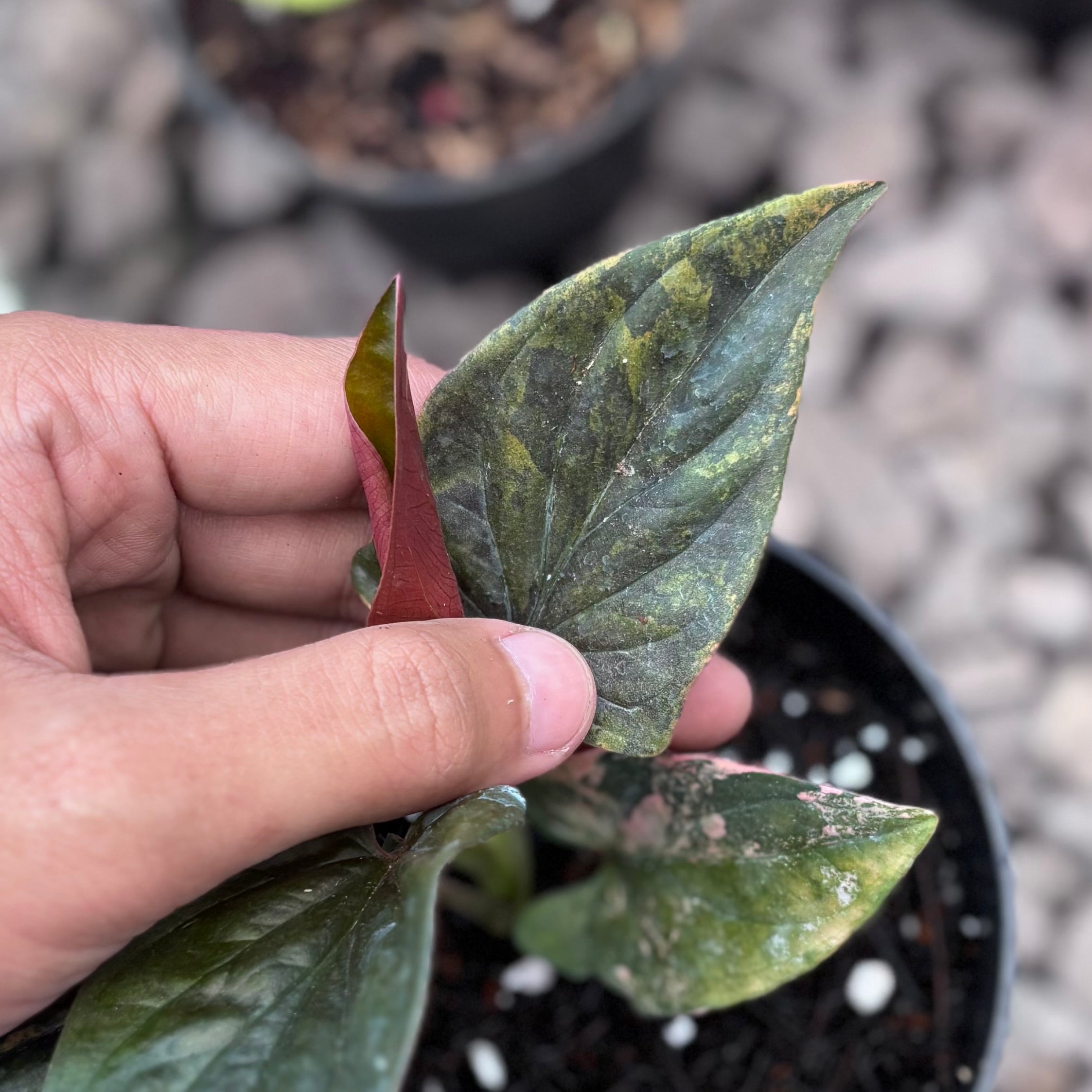 Syngonium red arrow variegated - Image 2
