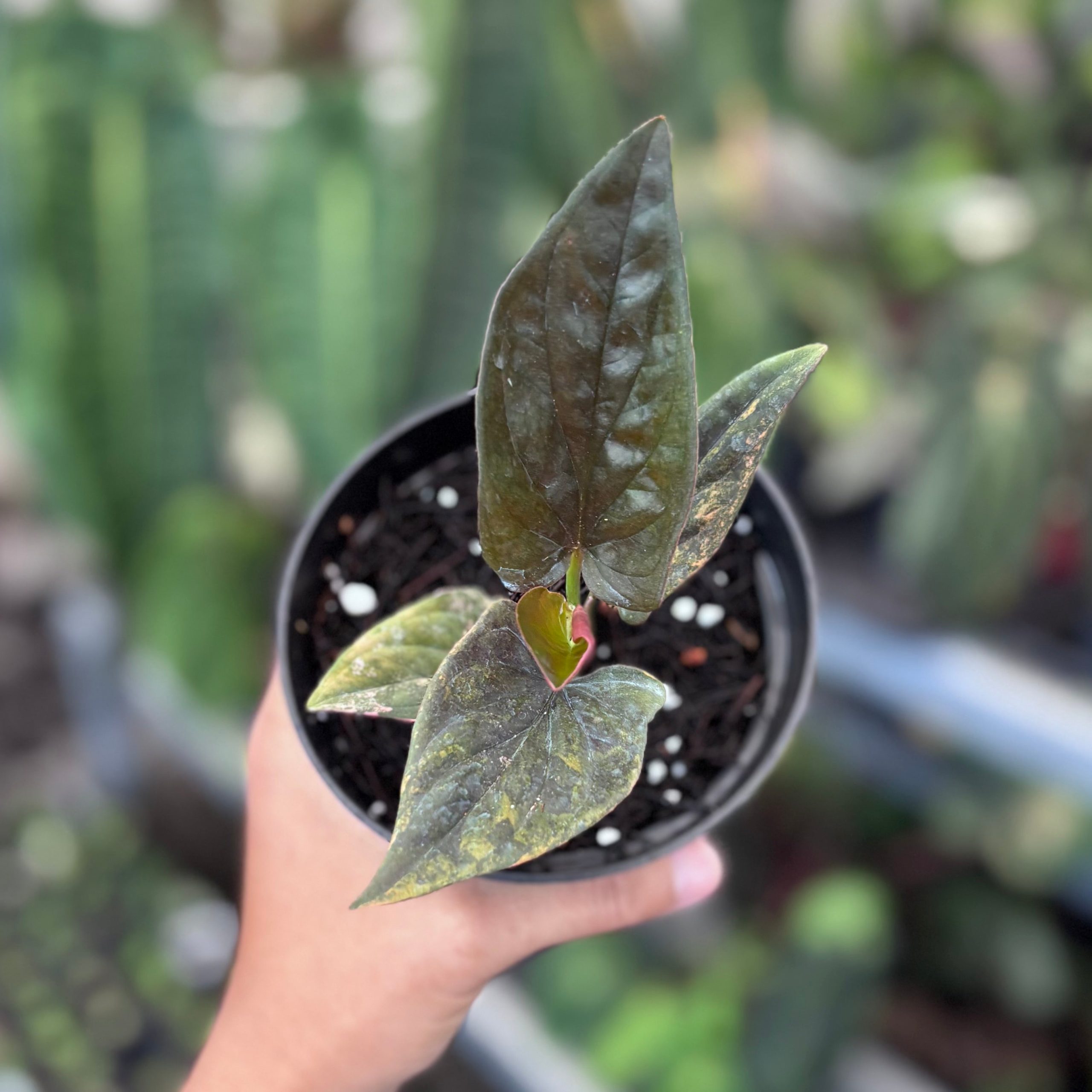 Syngonium red arrow variegated - Image 3