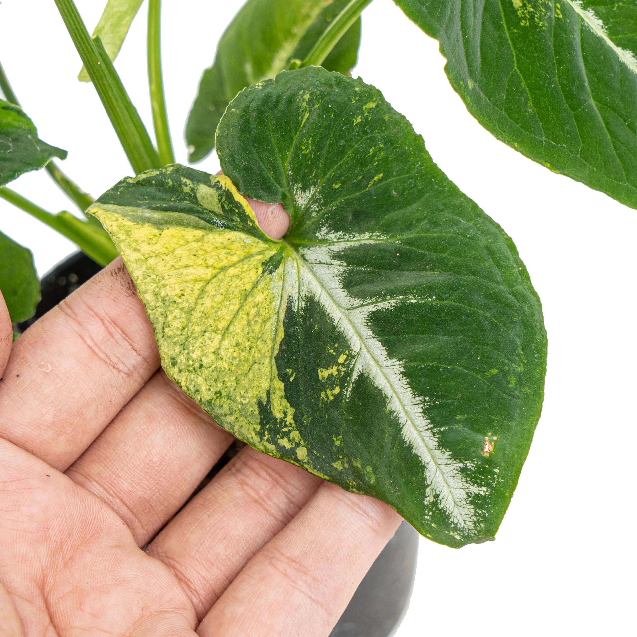 Syngonium scrambled eggs - Image 3