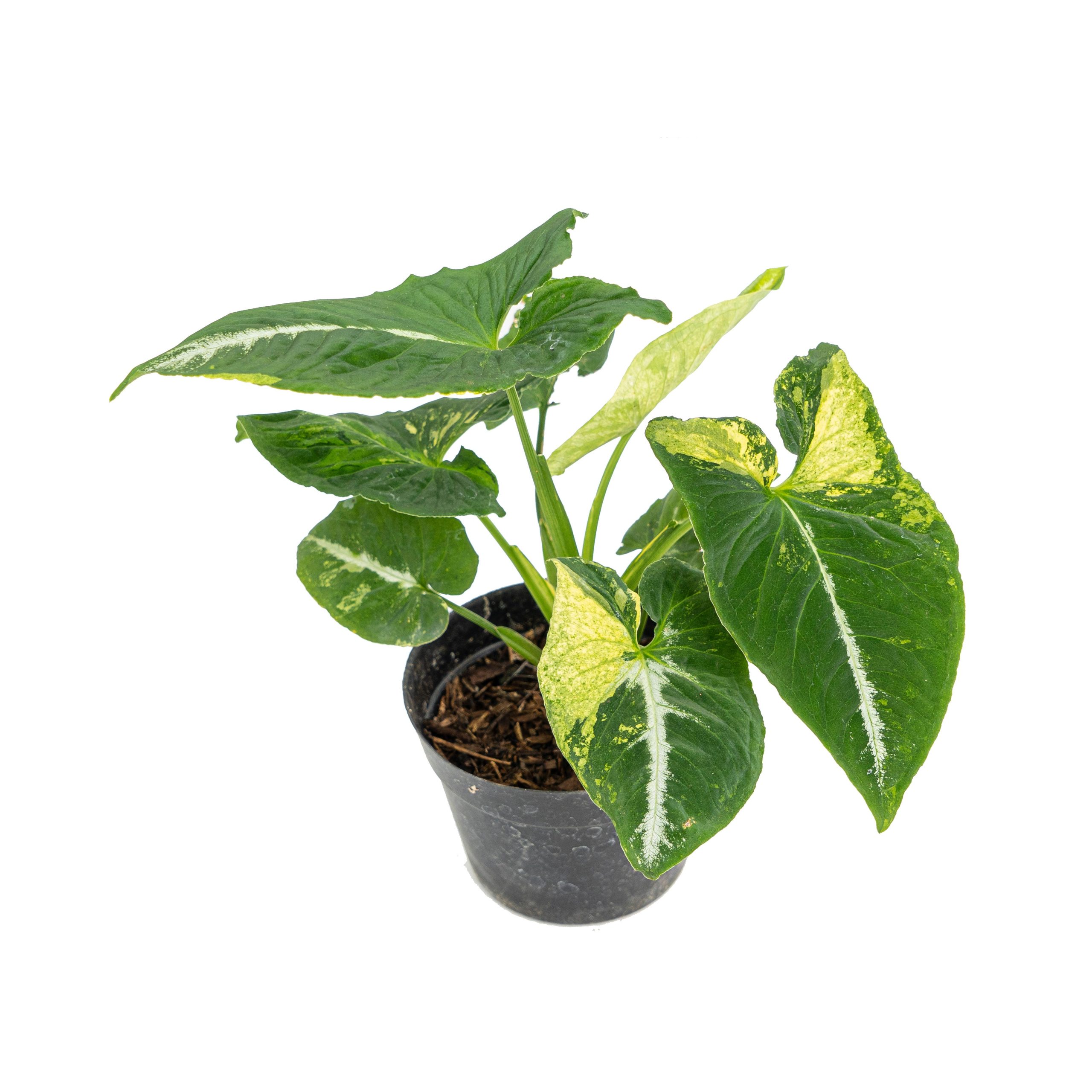 Syngonium scrambled eggs - Image 4