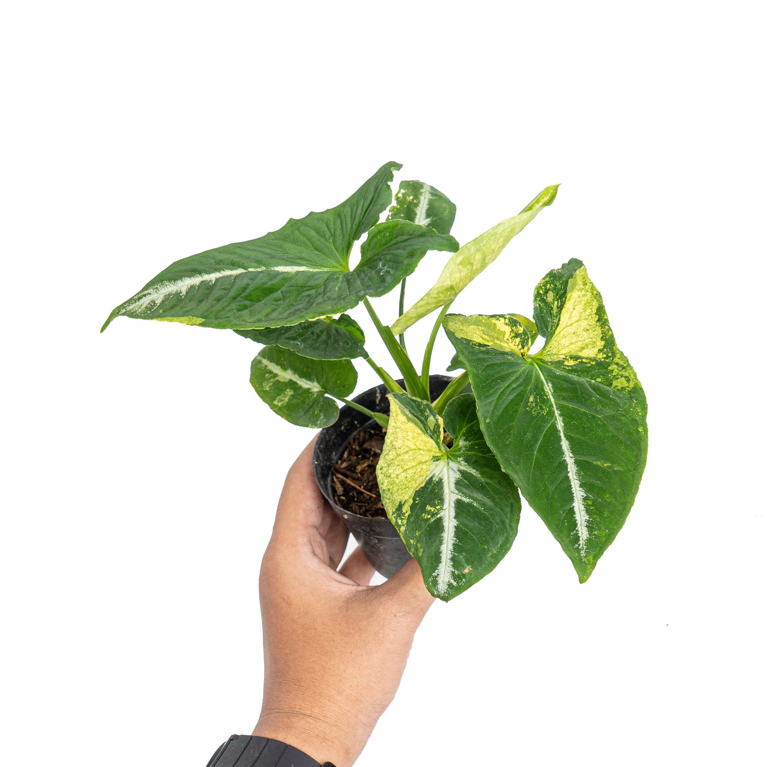 Syngonium scrambled eggs - Image 5