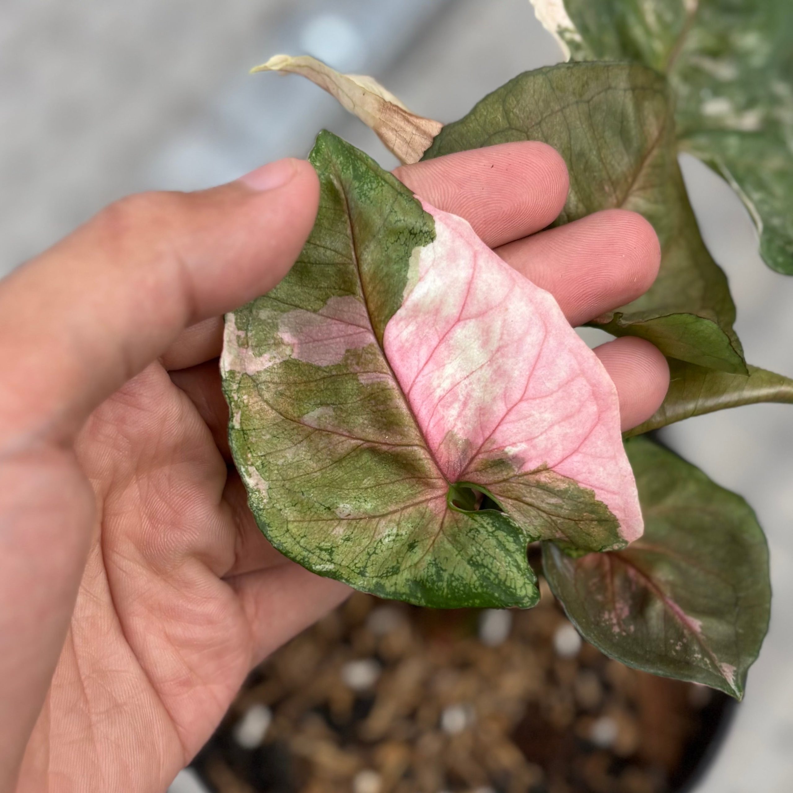 Syngonium strawberry ice galaxy - Image 2