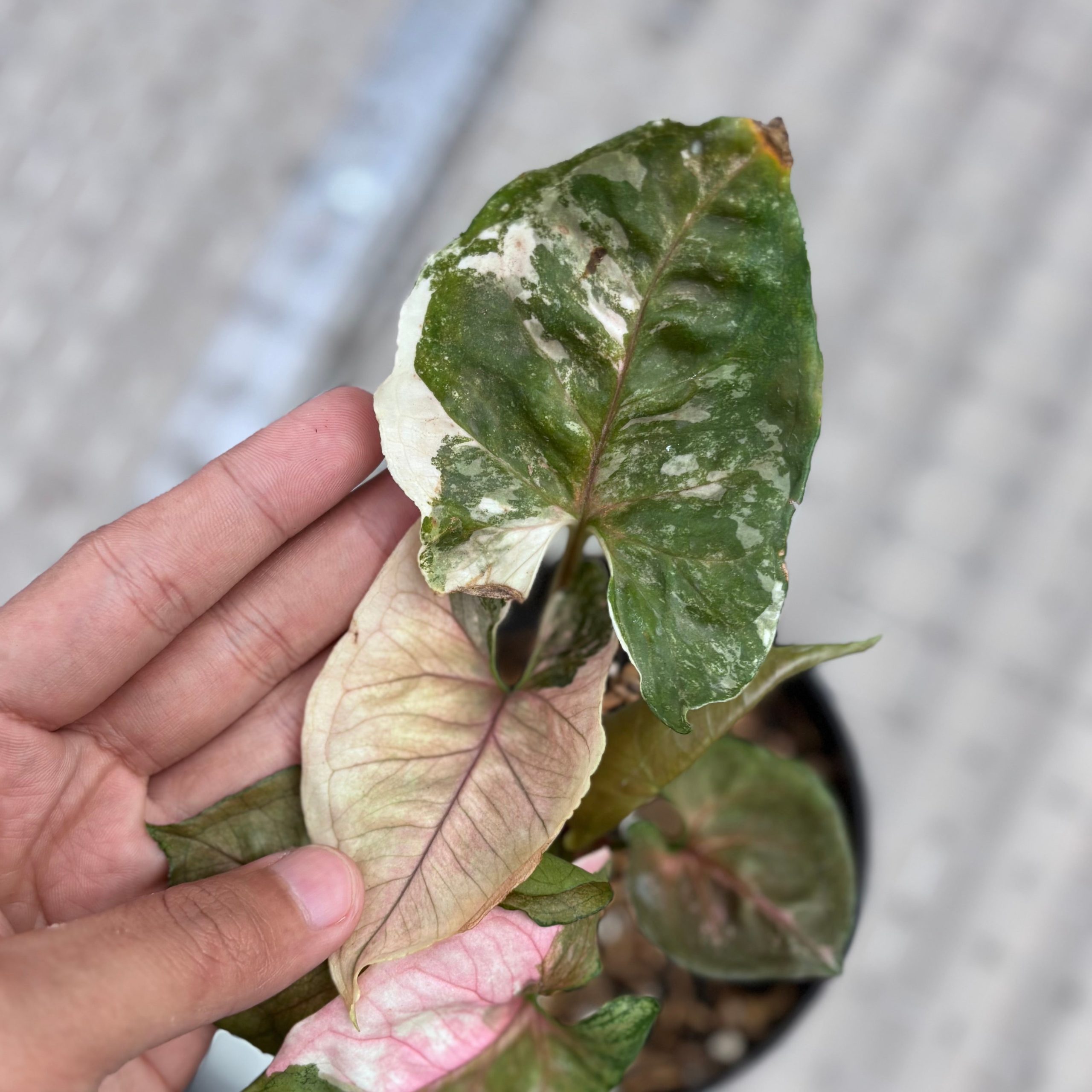Syngonium strawberry ice galaxy - Image 3