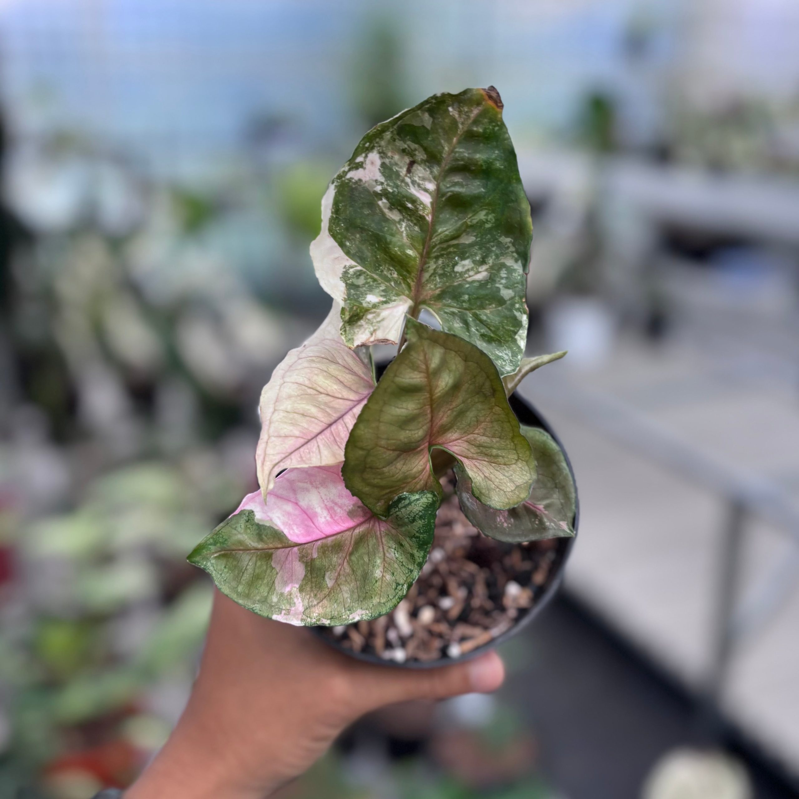 Syngonium strawberry ice galaxy - Image 4