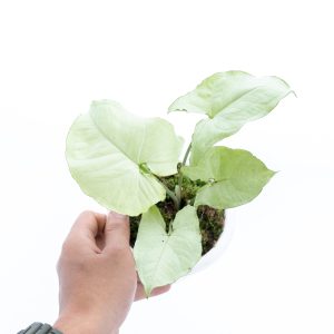Syngonium podophyllum Moonshine