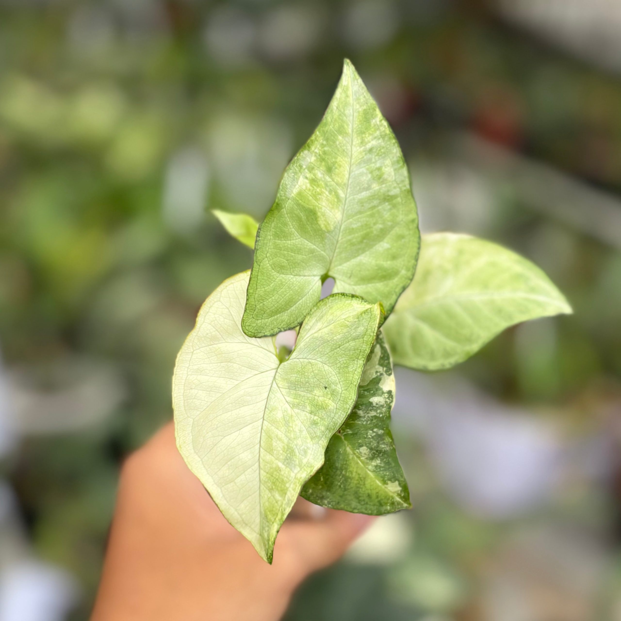 Syngonium white butterfly variegated - Image 2