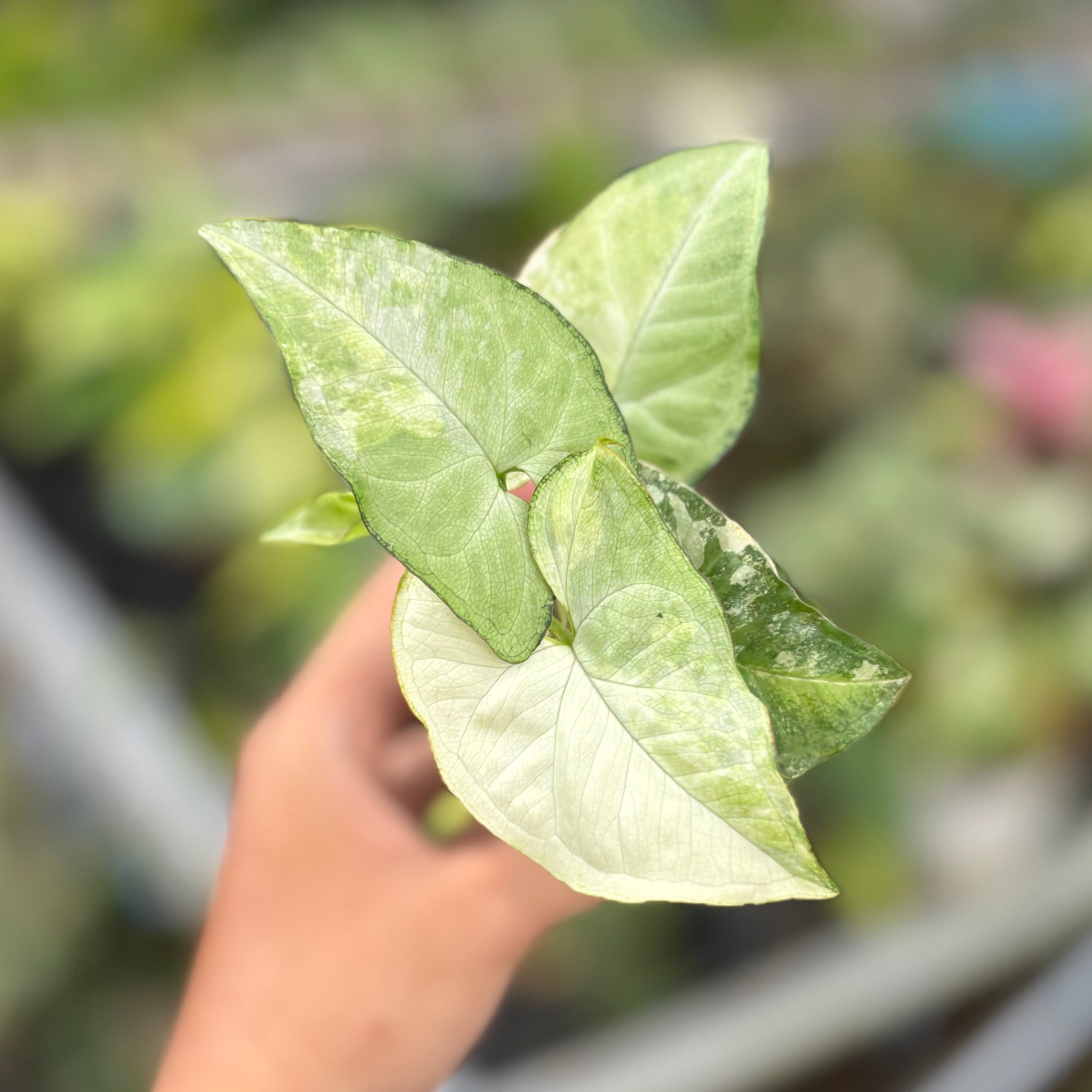 Syngonium white butterfly variegated - Image 3