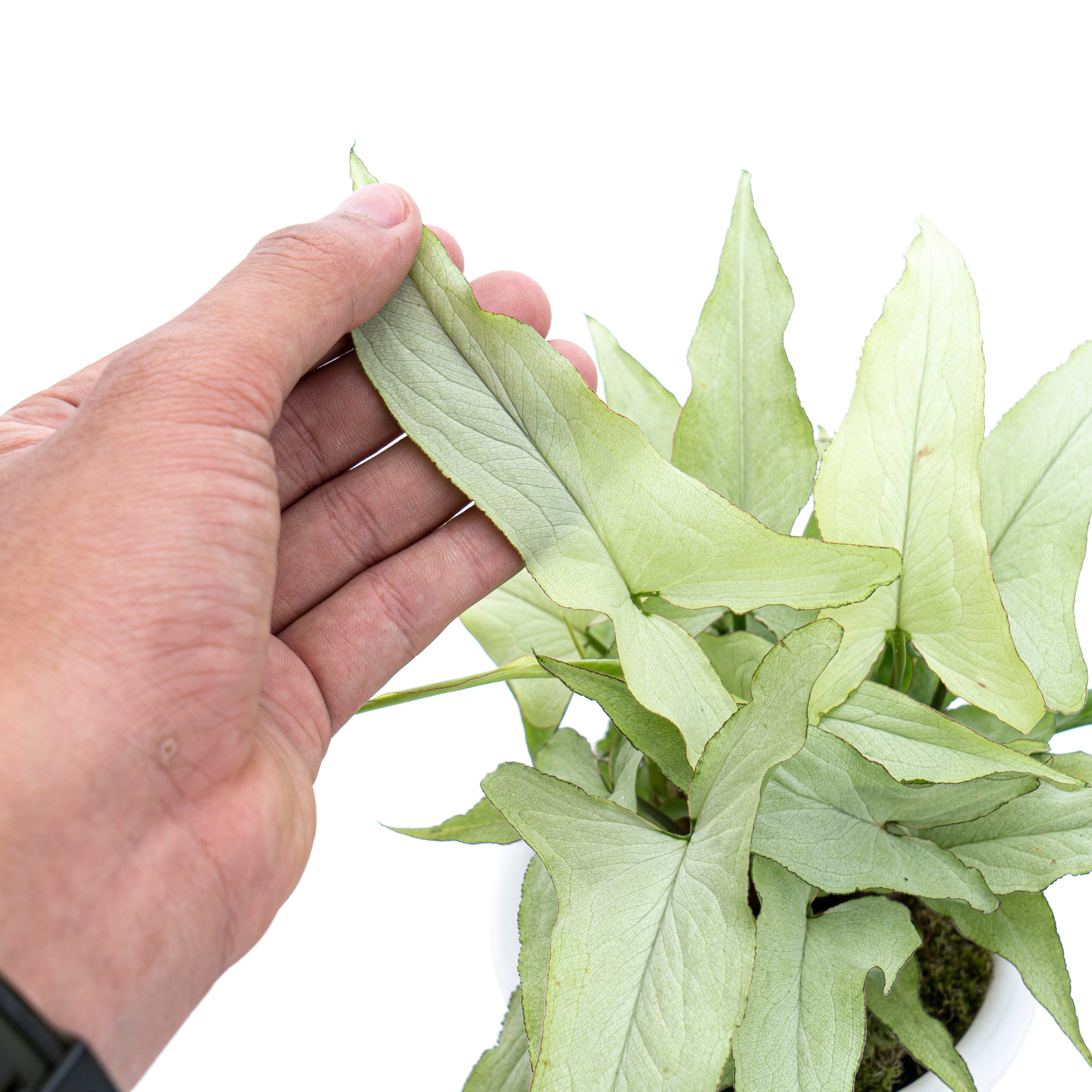 Syngonium White Narrow - Image 2