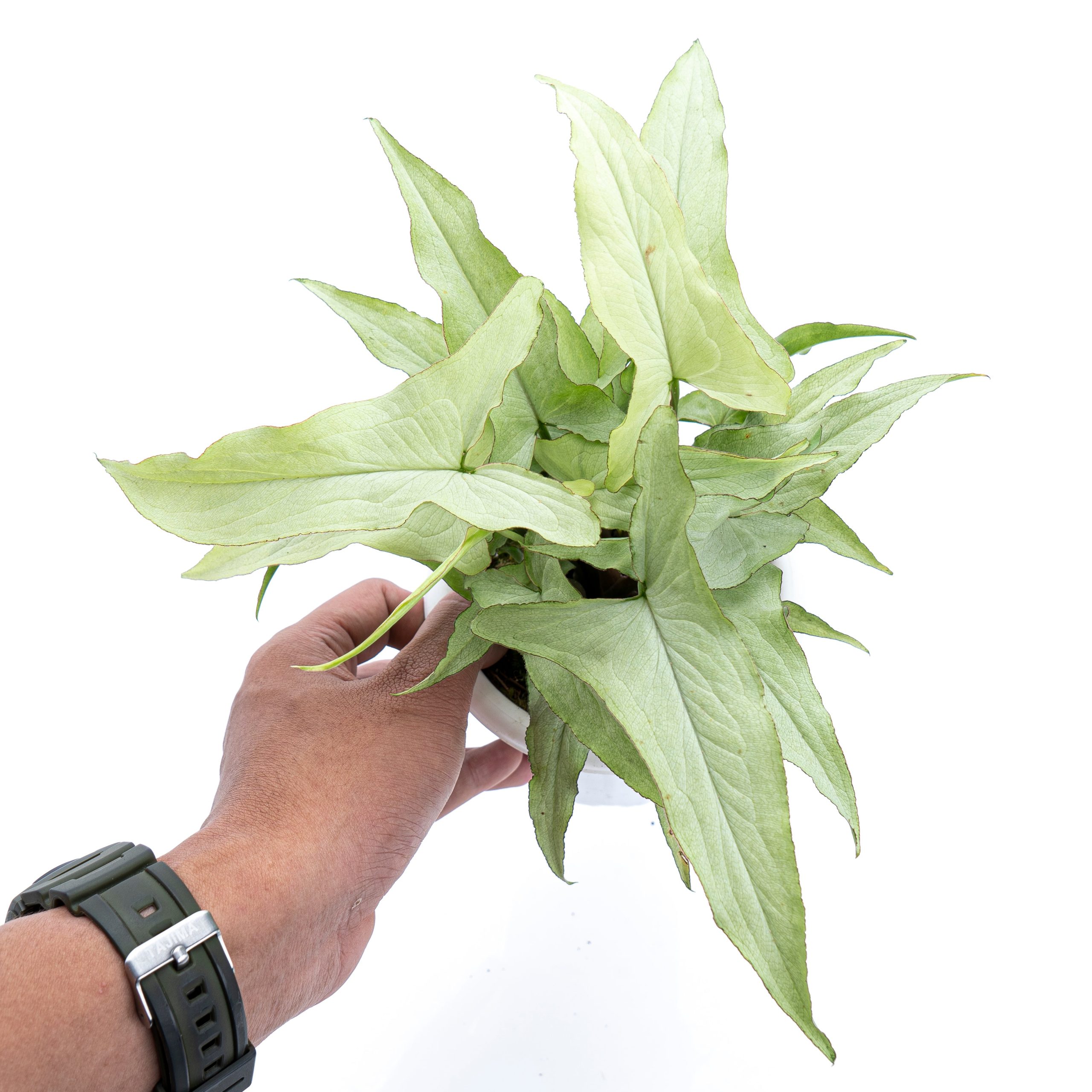 Syngonium White Narrow - Image 3