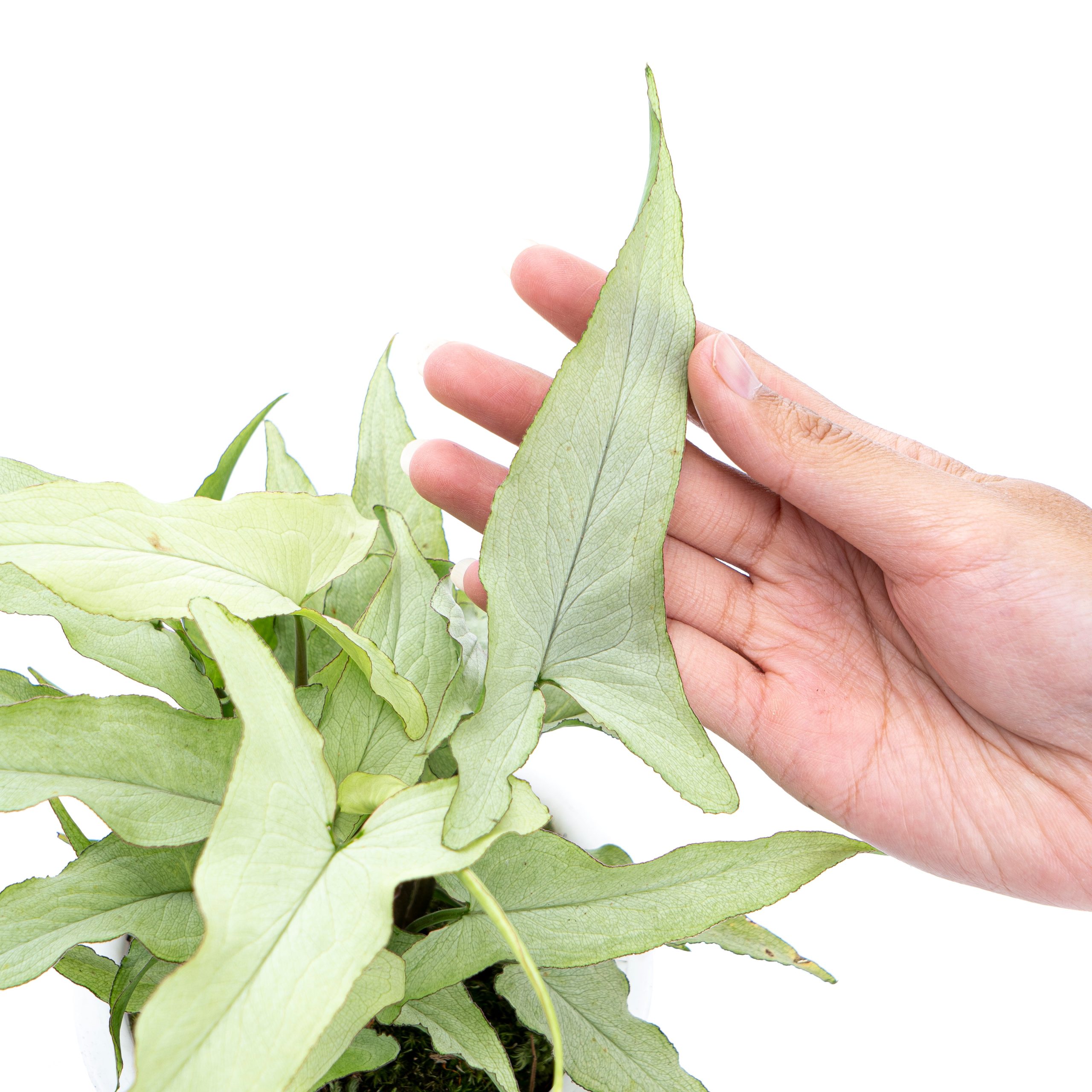 Syngonium White Narrow - Image 4