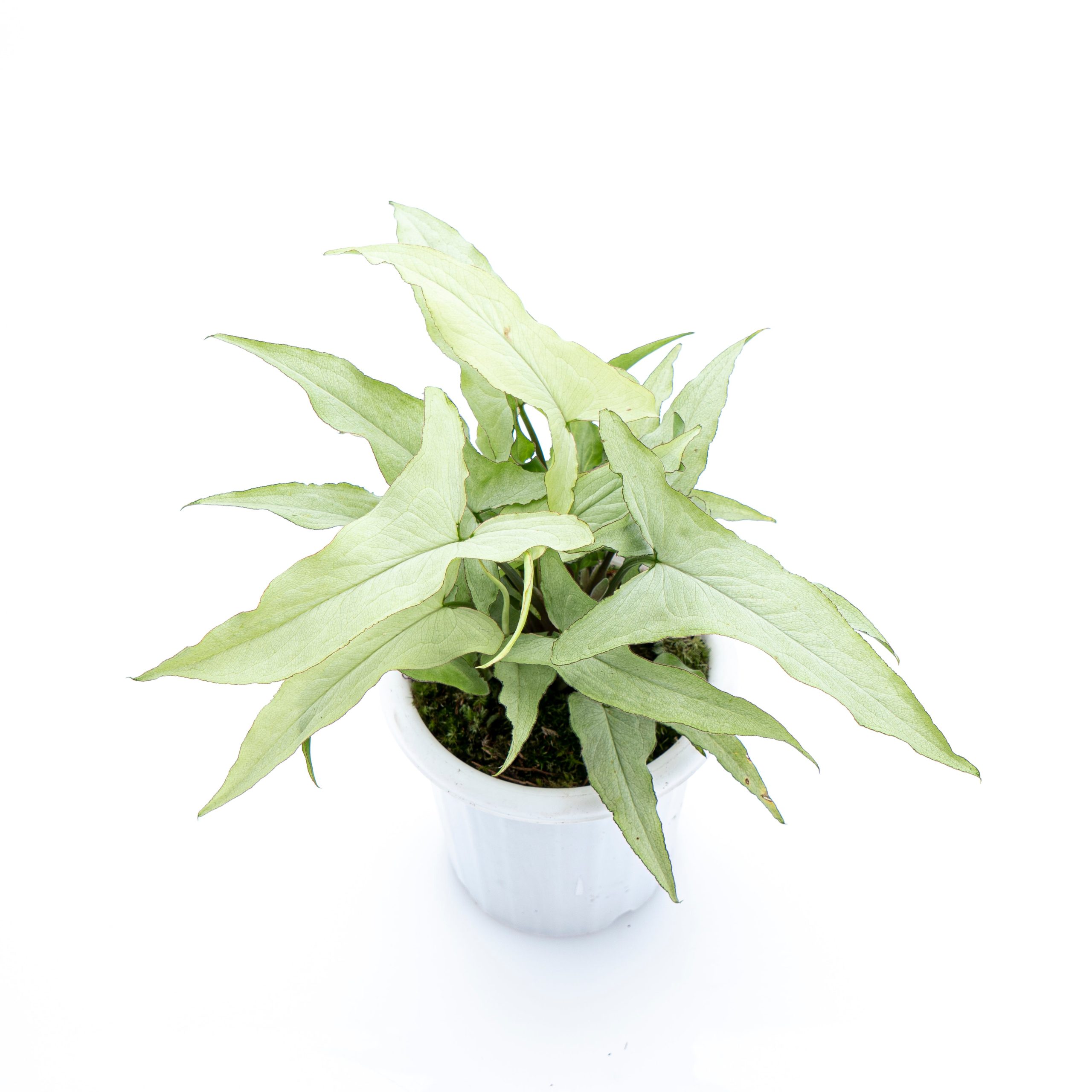 Syngonium White Narrow - Image 5
