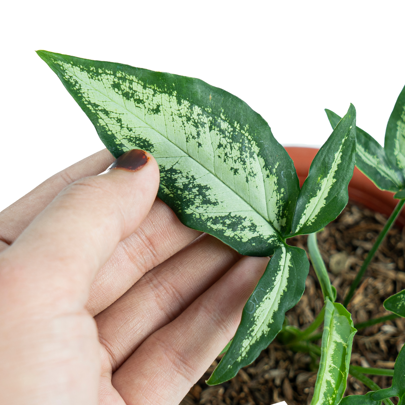 Syngonium White Ribbon - Image 2