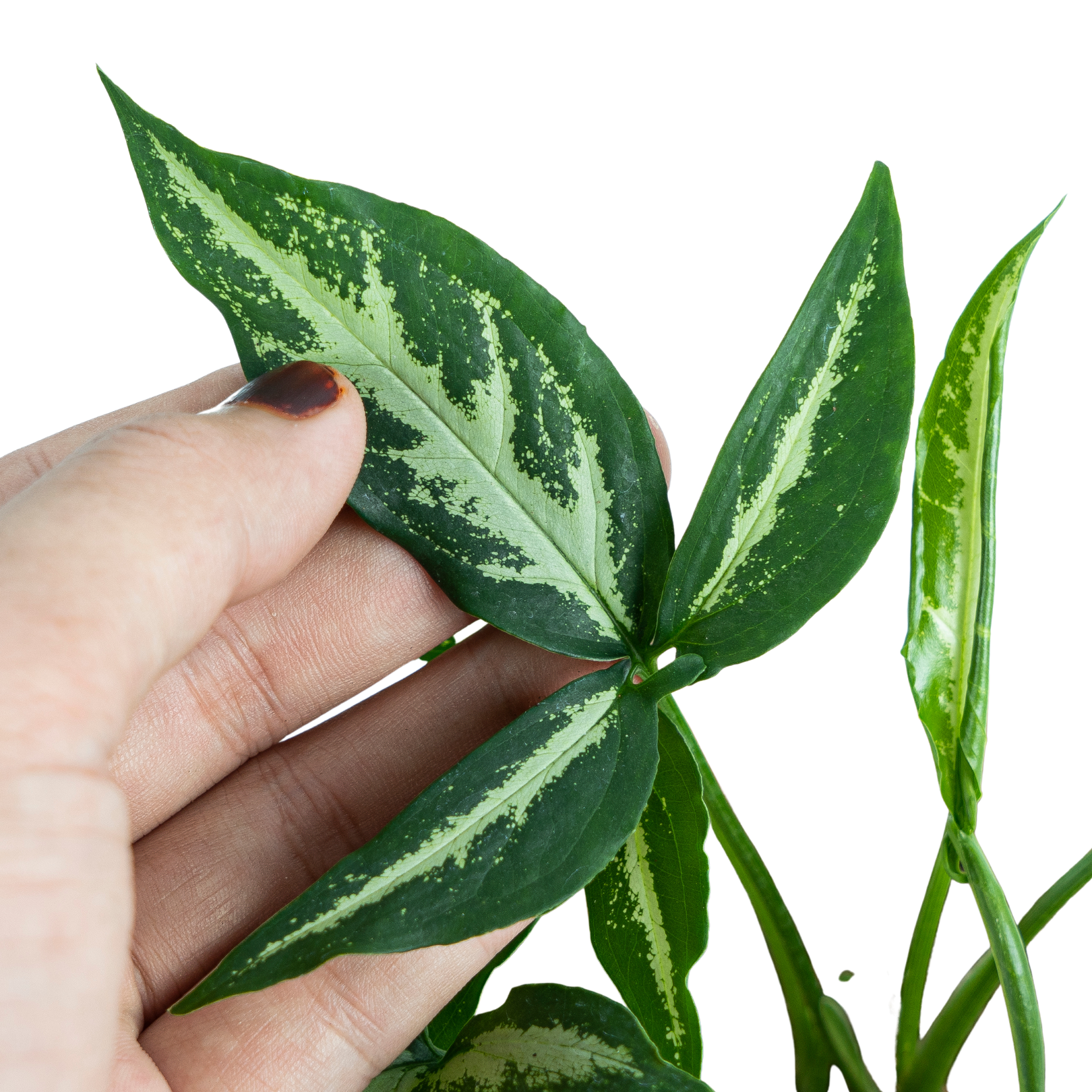 Syngonium White Ribbon - Image 3
