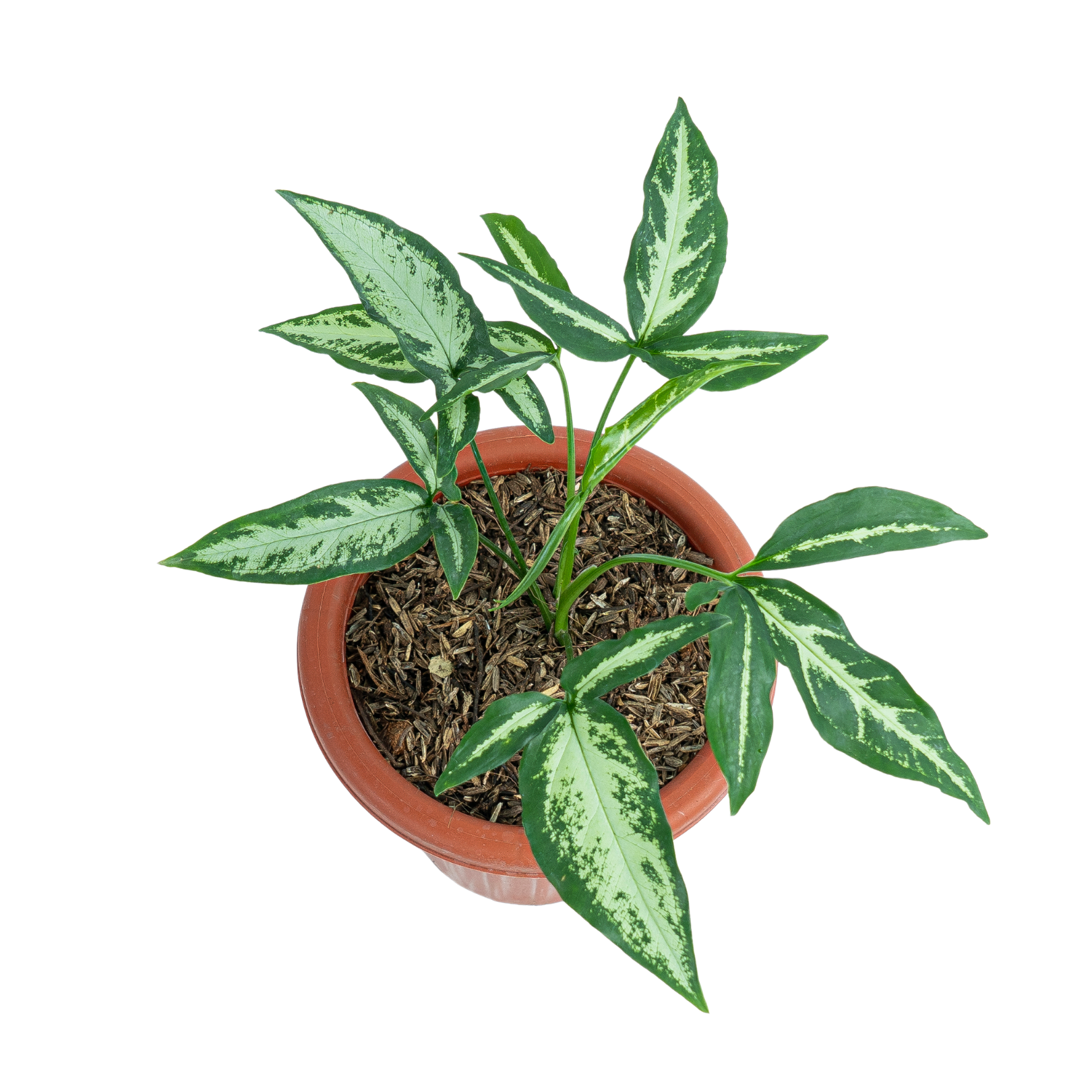 Syngonium White Ribbon - Image 4