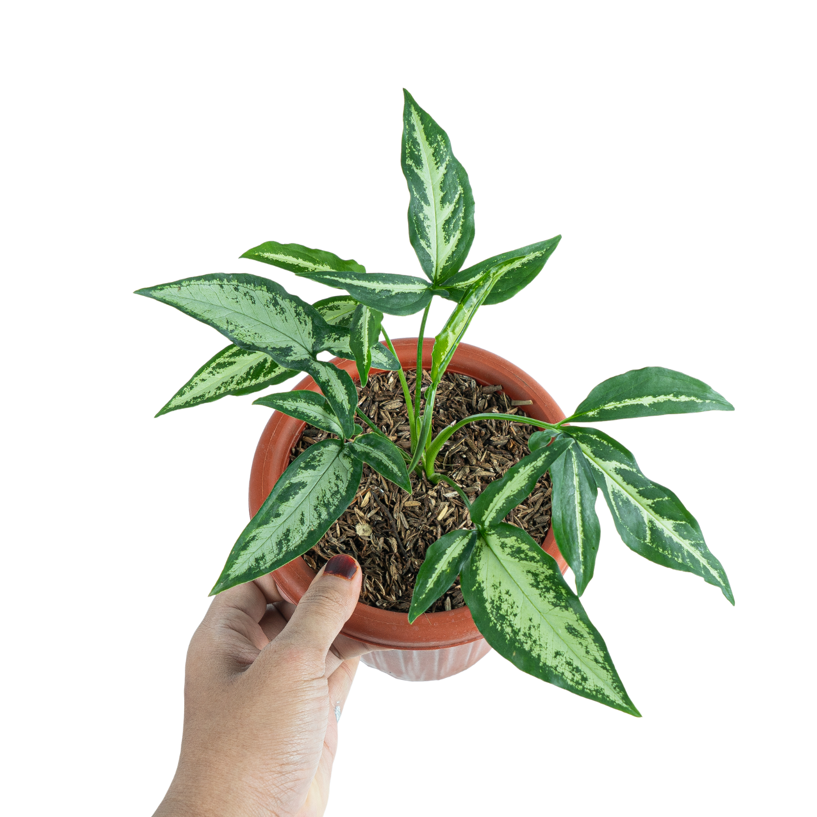 Syngonium White Ribbon - Image 5