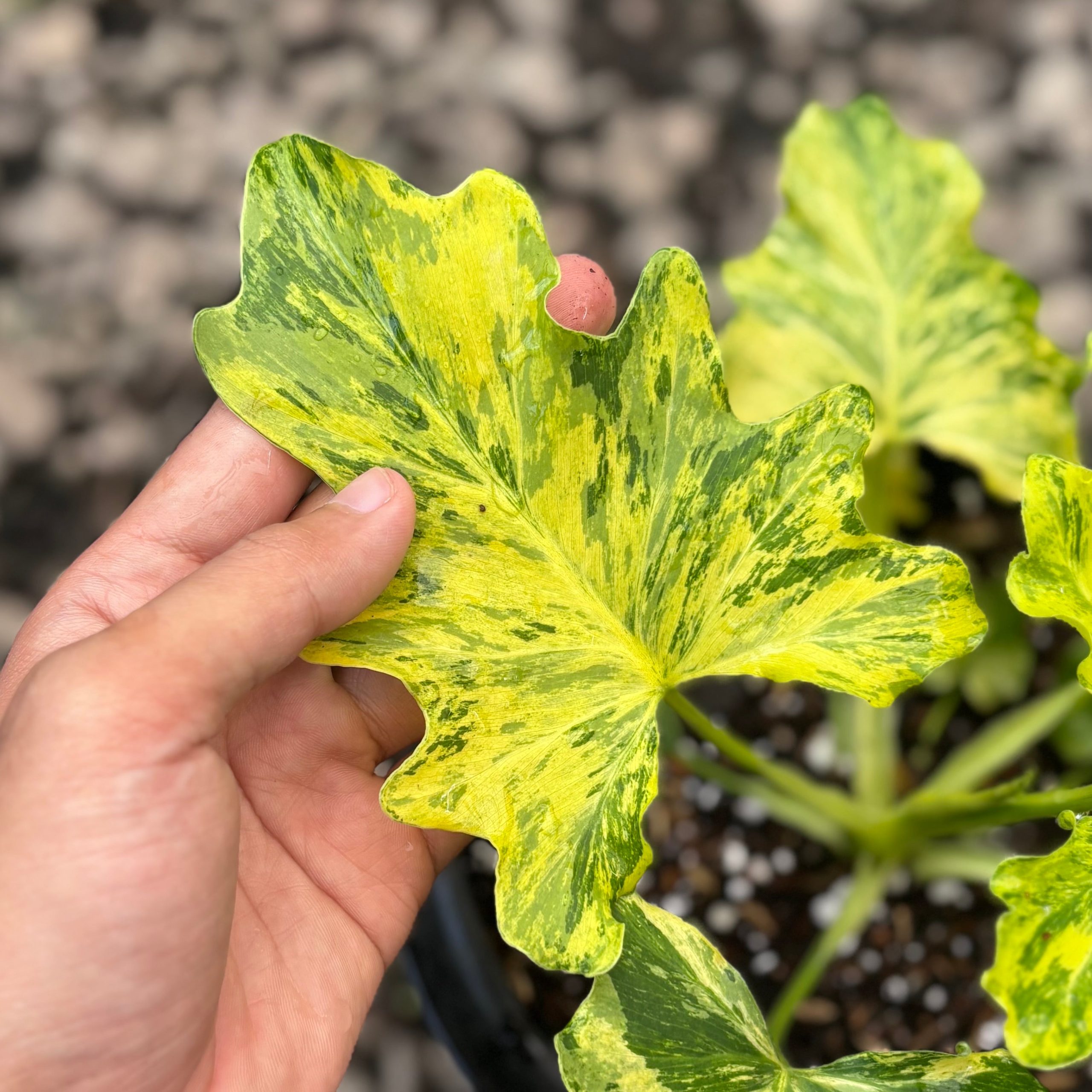 Thaumatophyllum dragon fire variegated - Image 2