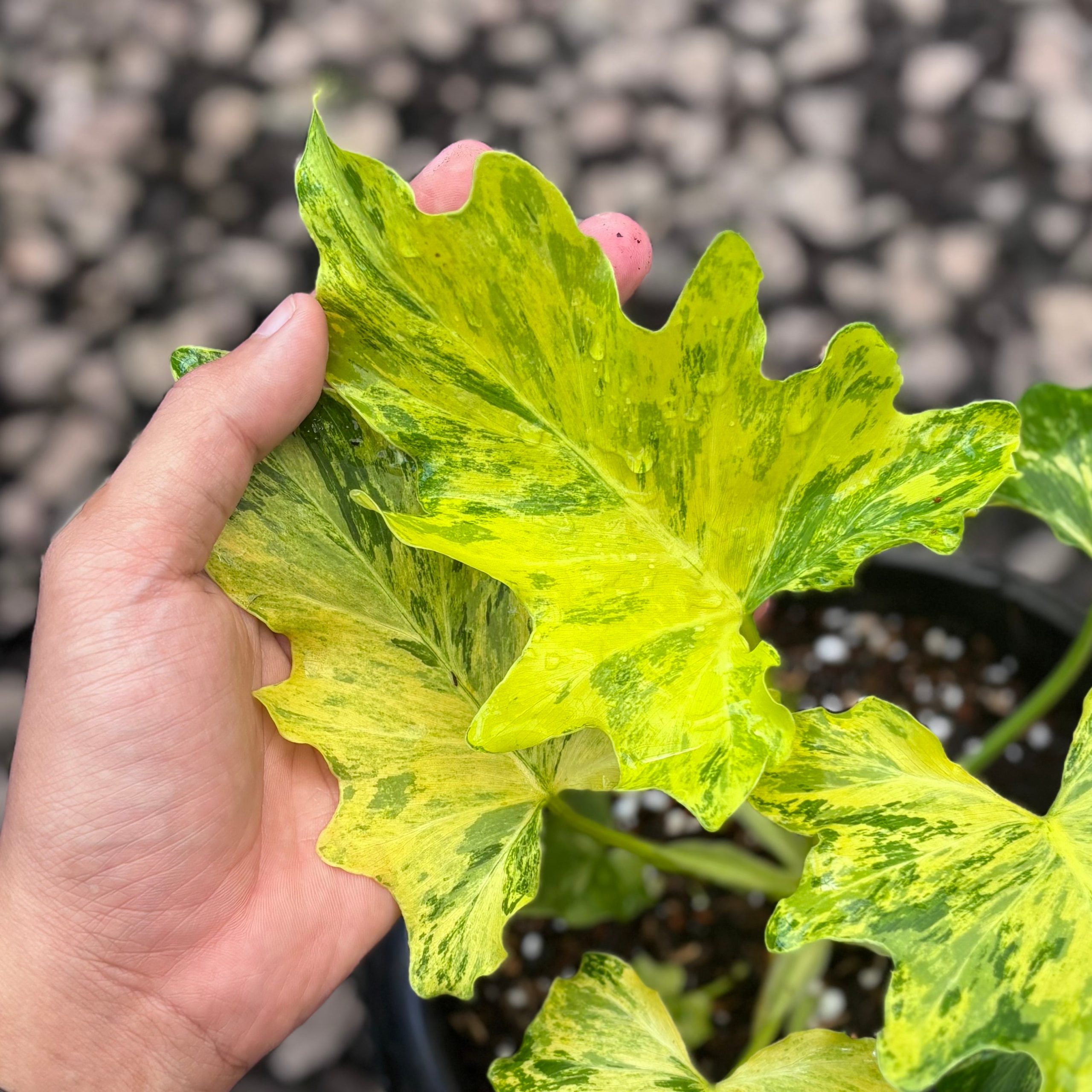 Thaumatophyllum dragon fire variegated - Image 3