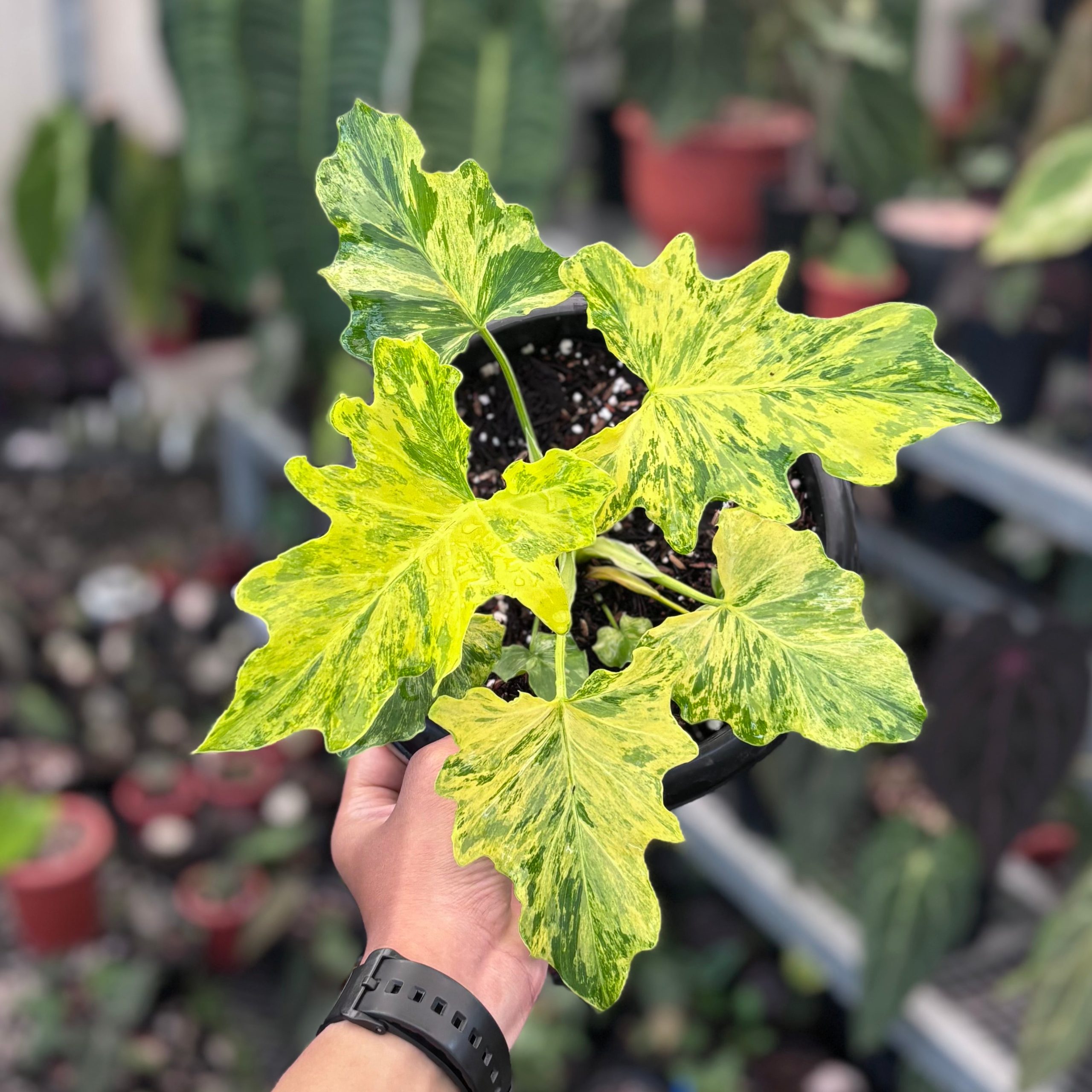 Thaumatophyllum dragon fire variegated - Image 4