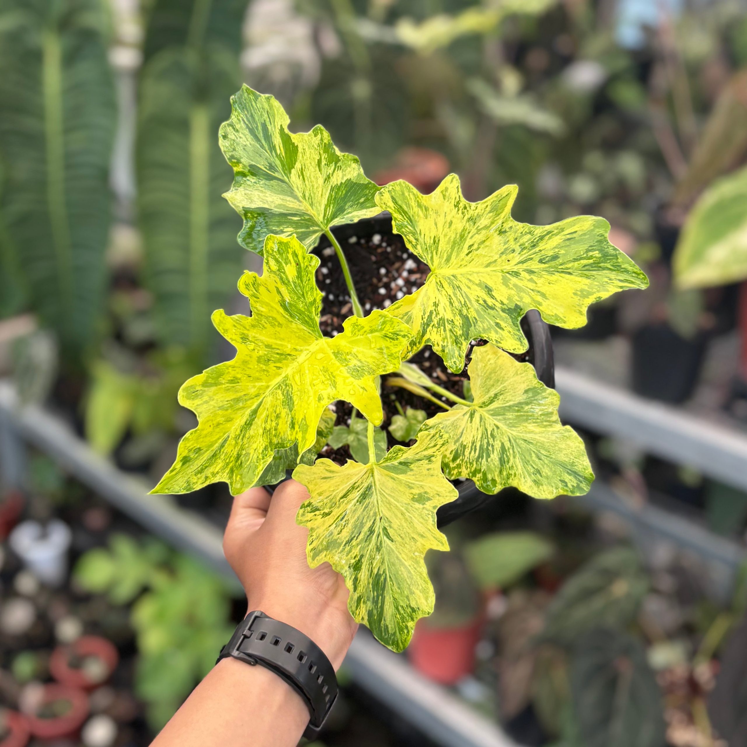 Thaumatophyllum dragon fire variegated - Image 5